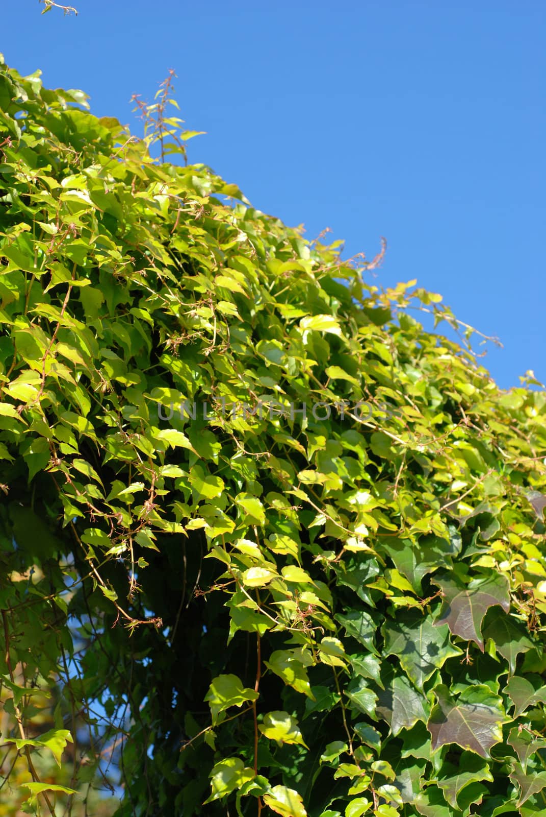 Ivy on the background of blue sky.