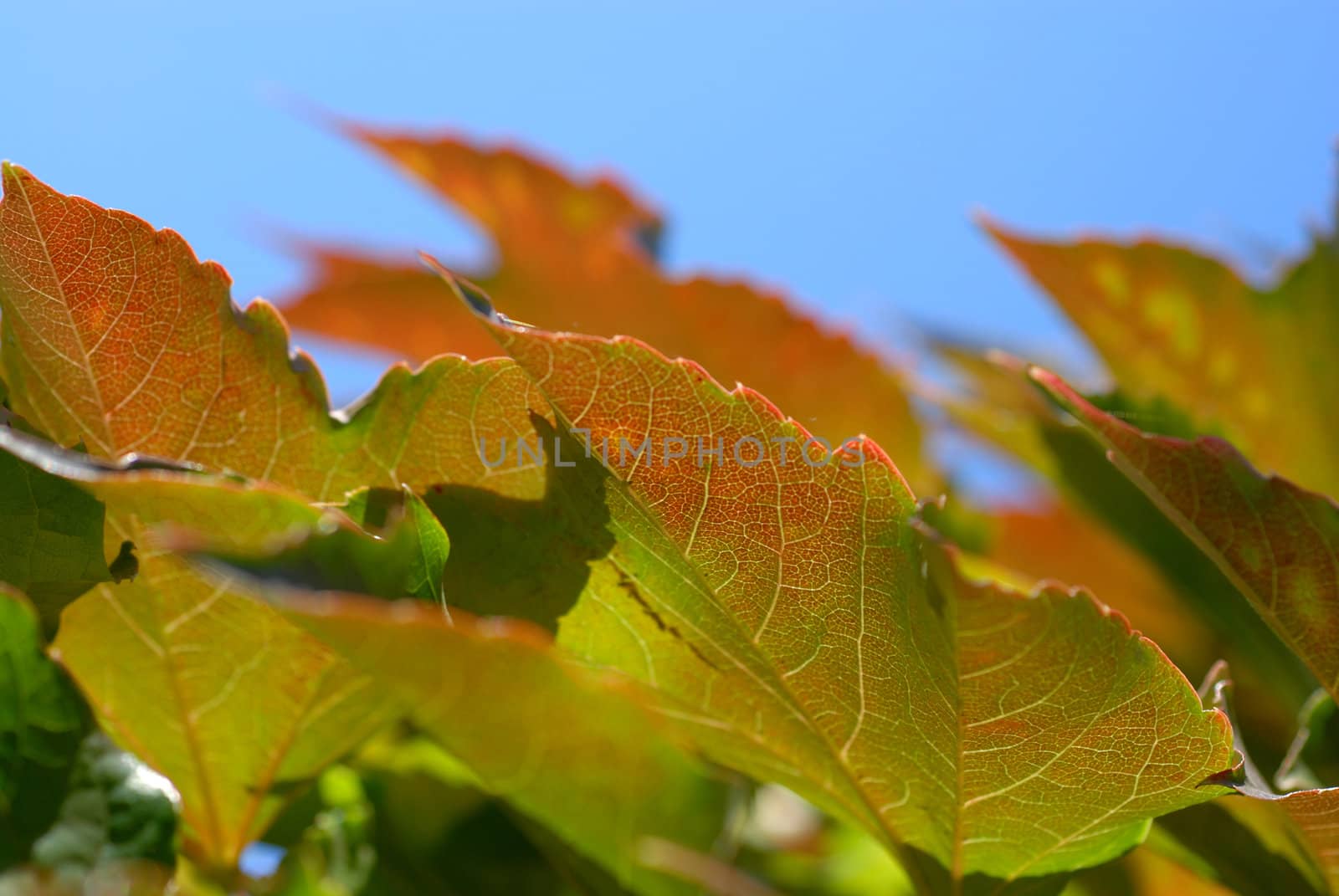 Ivy early autumn. by wojciechkozlowski
