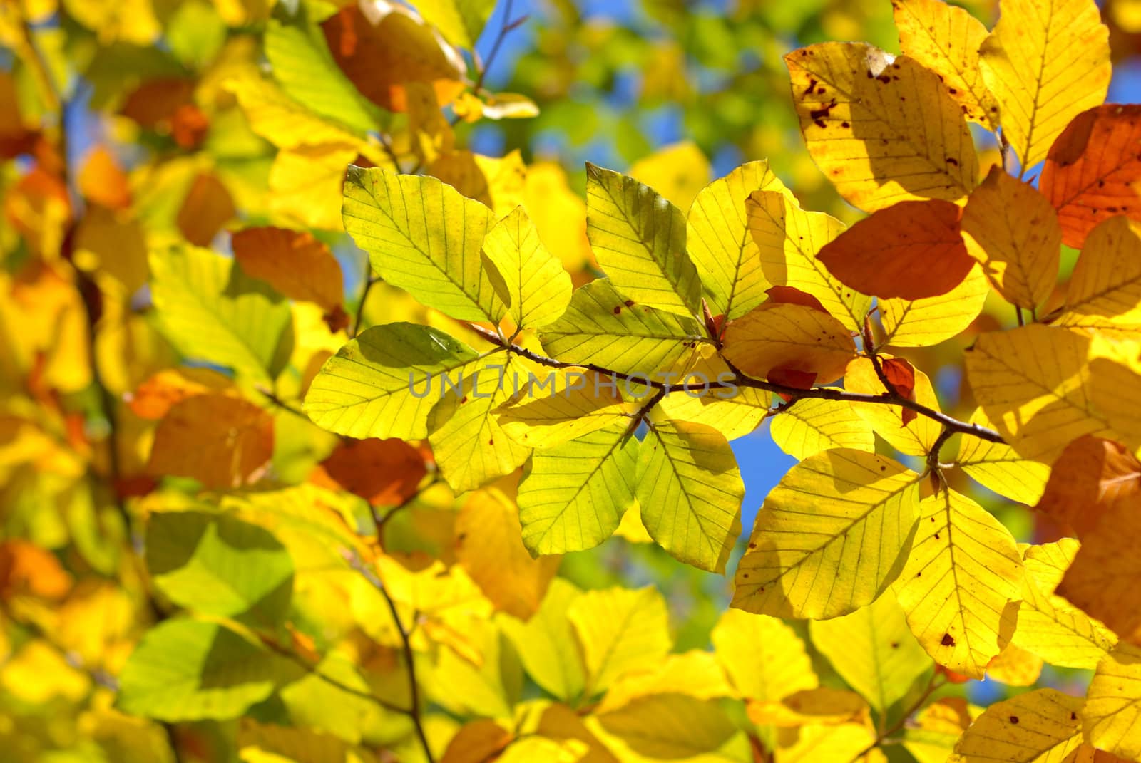 Beautiful autumn leaves. by wojciechkozlowski
