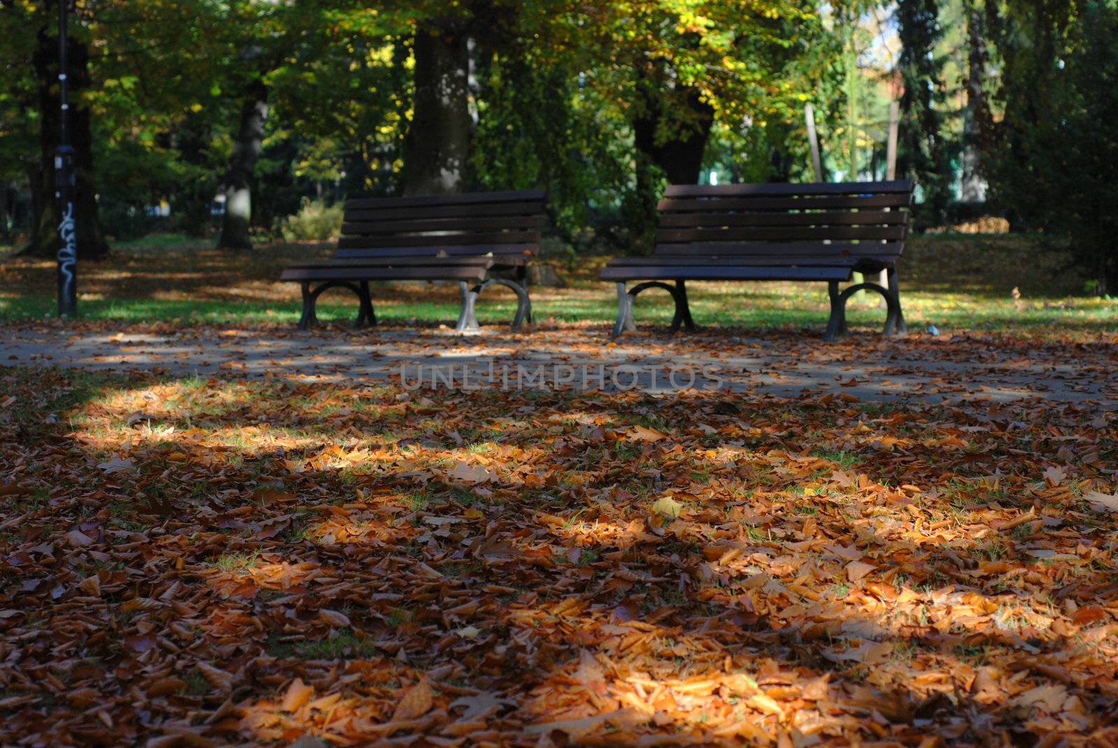 Benches in the park, Autumn season. by wojciechkozlowski