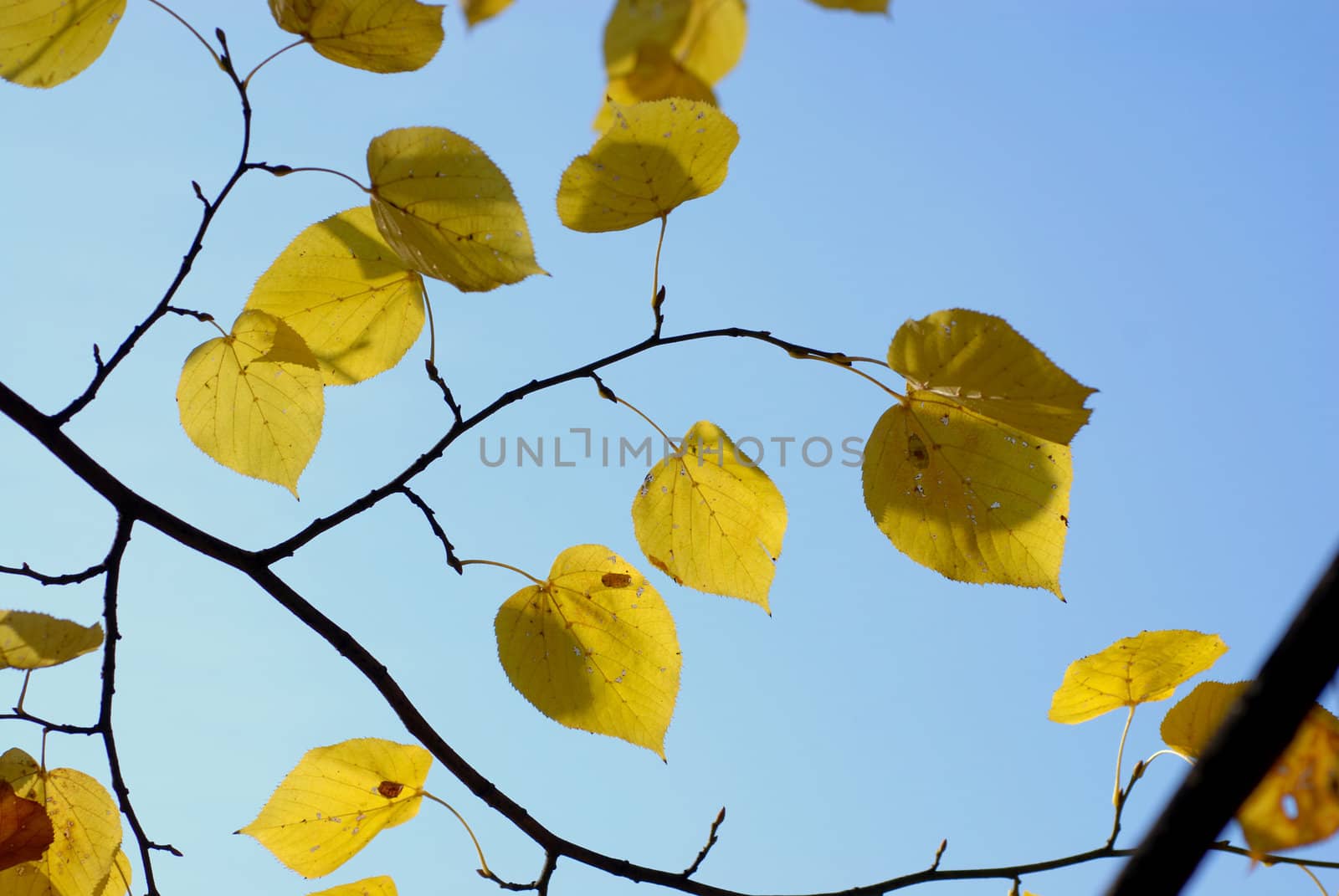 Linden tree branch with leaves on a blue sky. by wojciechkozlowski