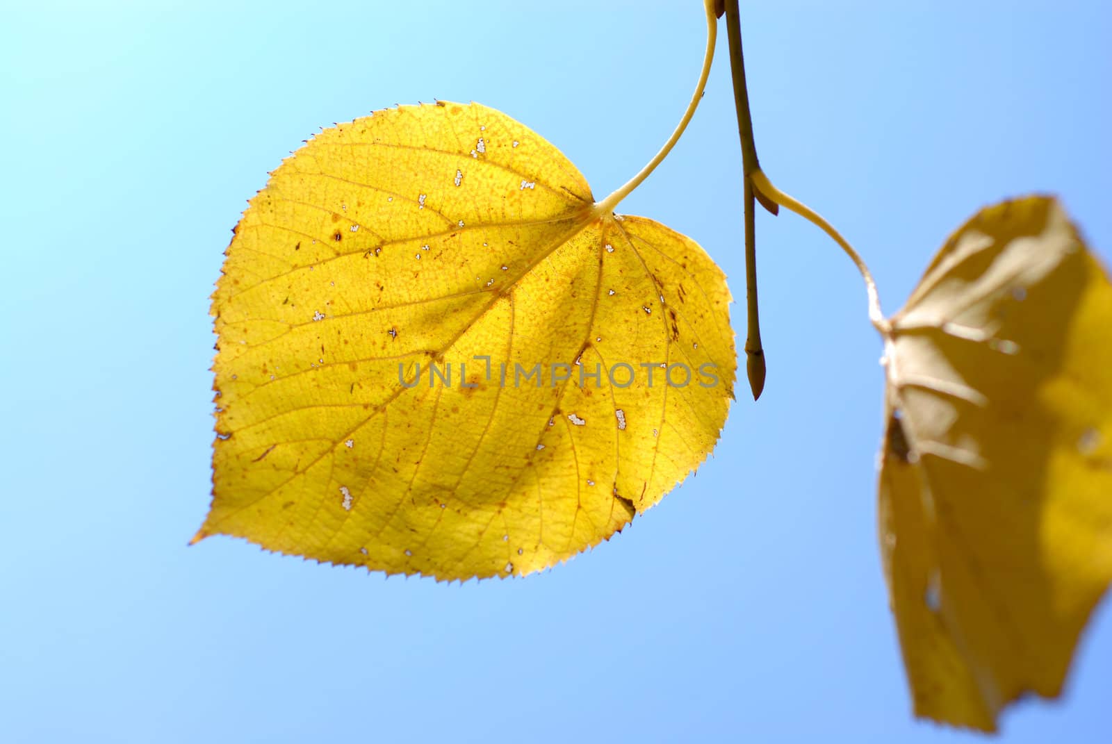 Autumn leaf on a blue sky. by wojciechkozlowski