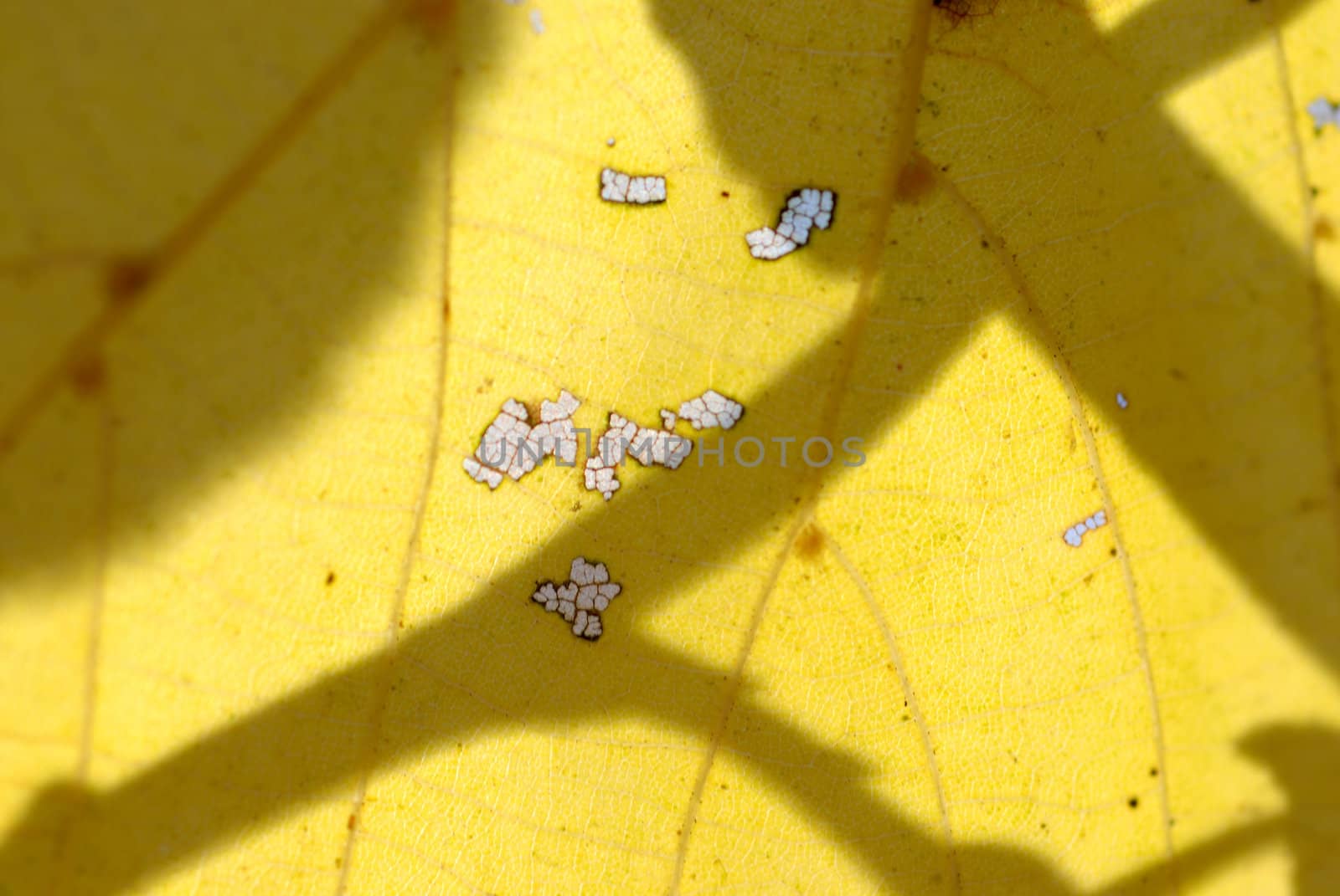 Autumn leaf on a blue sky. by wojciechkozlowski