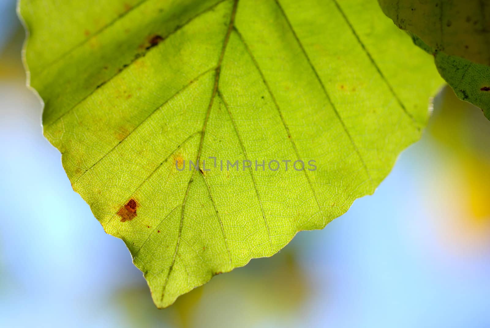 Beech leaf. by wojciechkozlowski