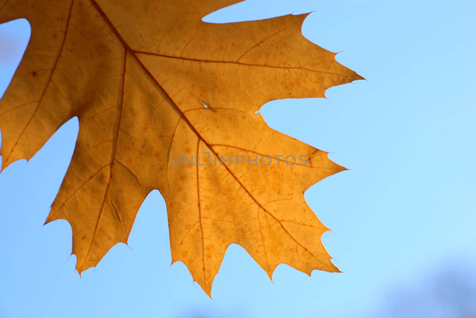 Autumn oak leaf. by wojciechkozlowski