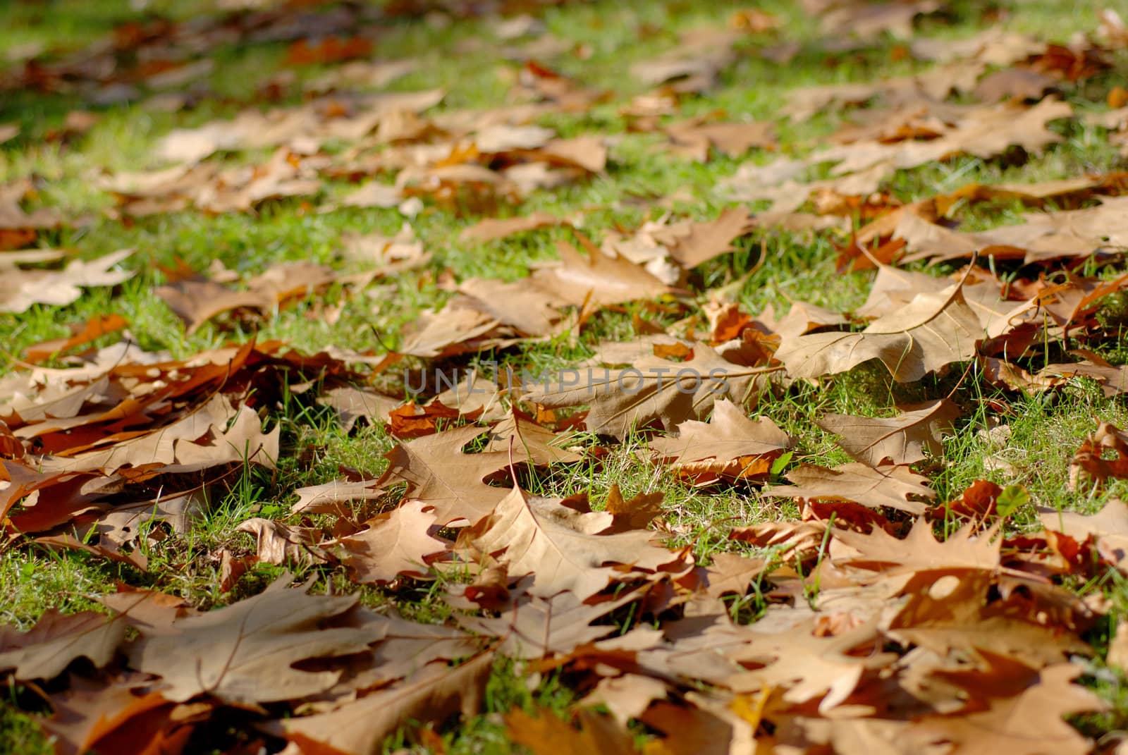 Leaves of oak scattered on the grass. Autumn season.