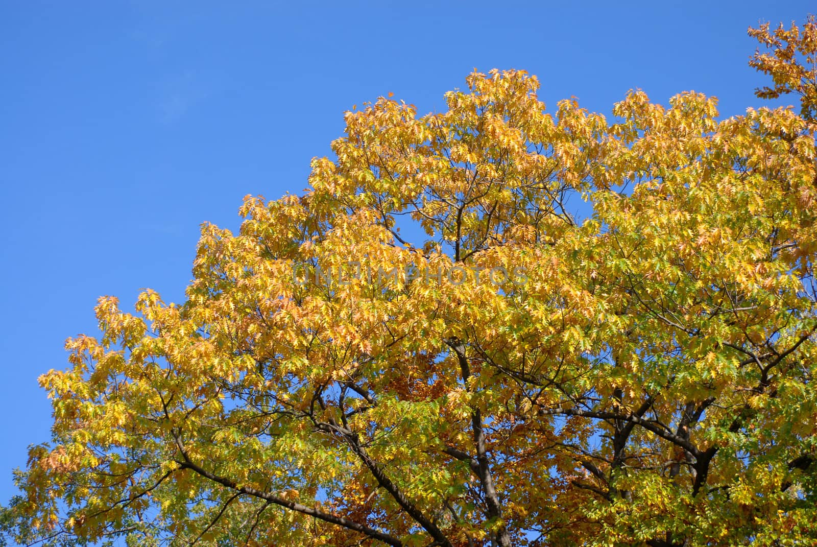 Autumn trees.