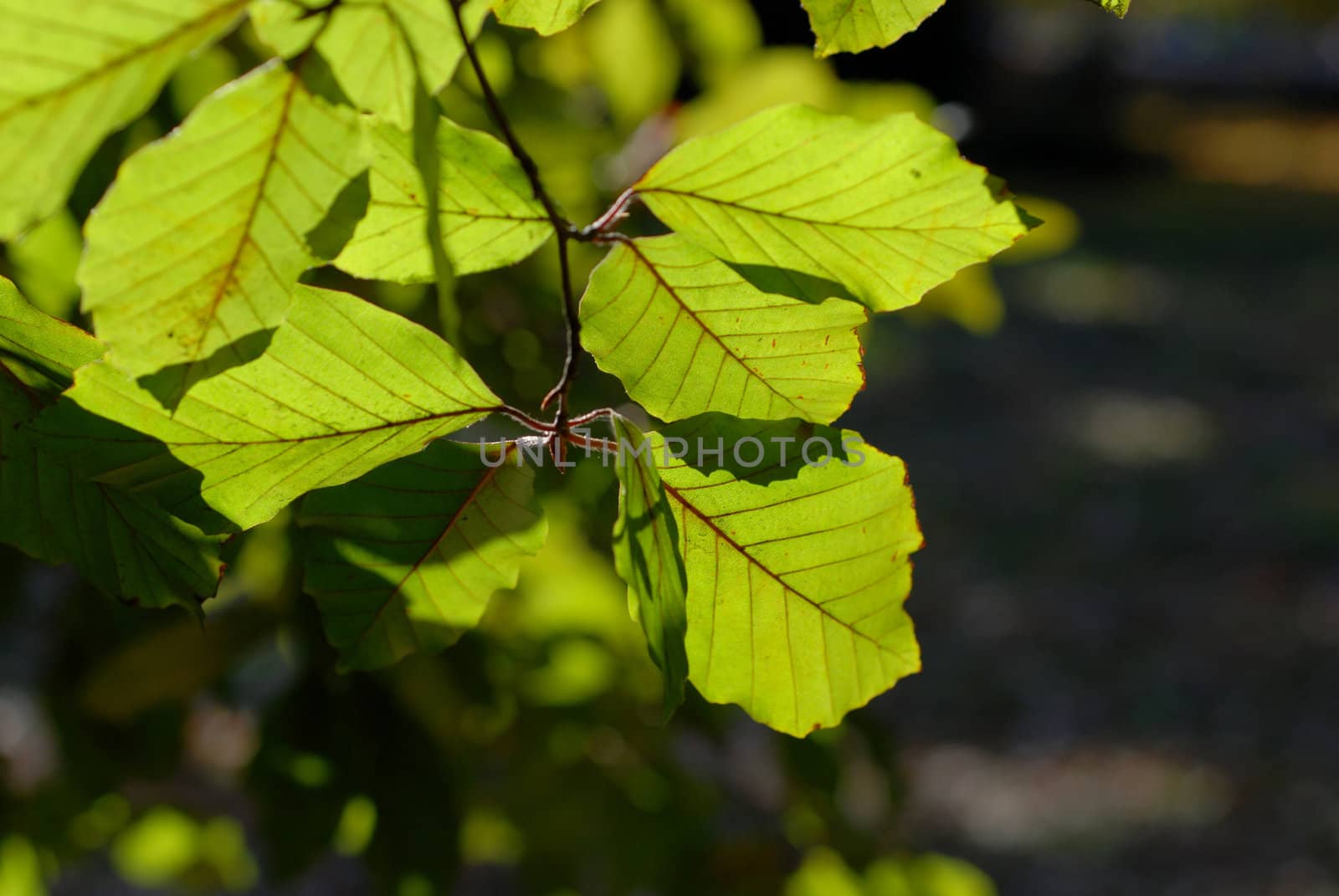Beech leaf. by wojciechkozlowski