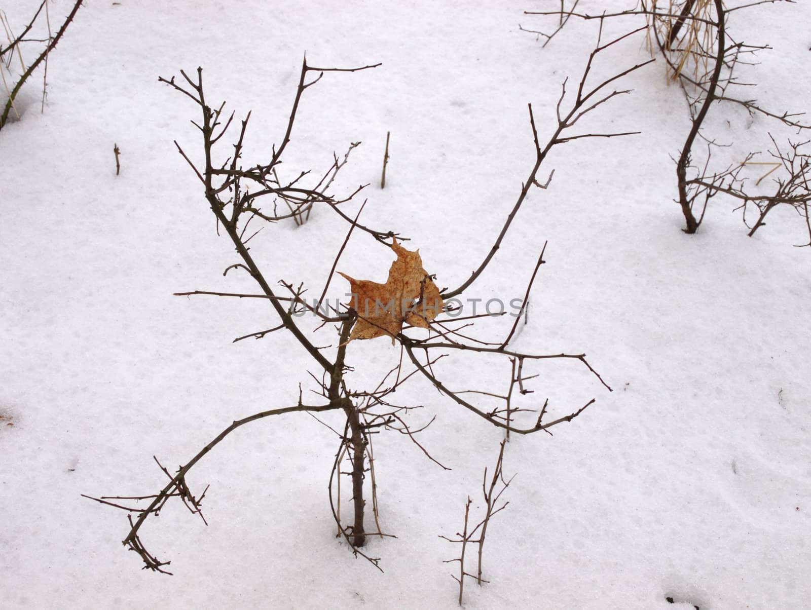 the rest of autumn - orange leaf - on the white snow