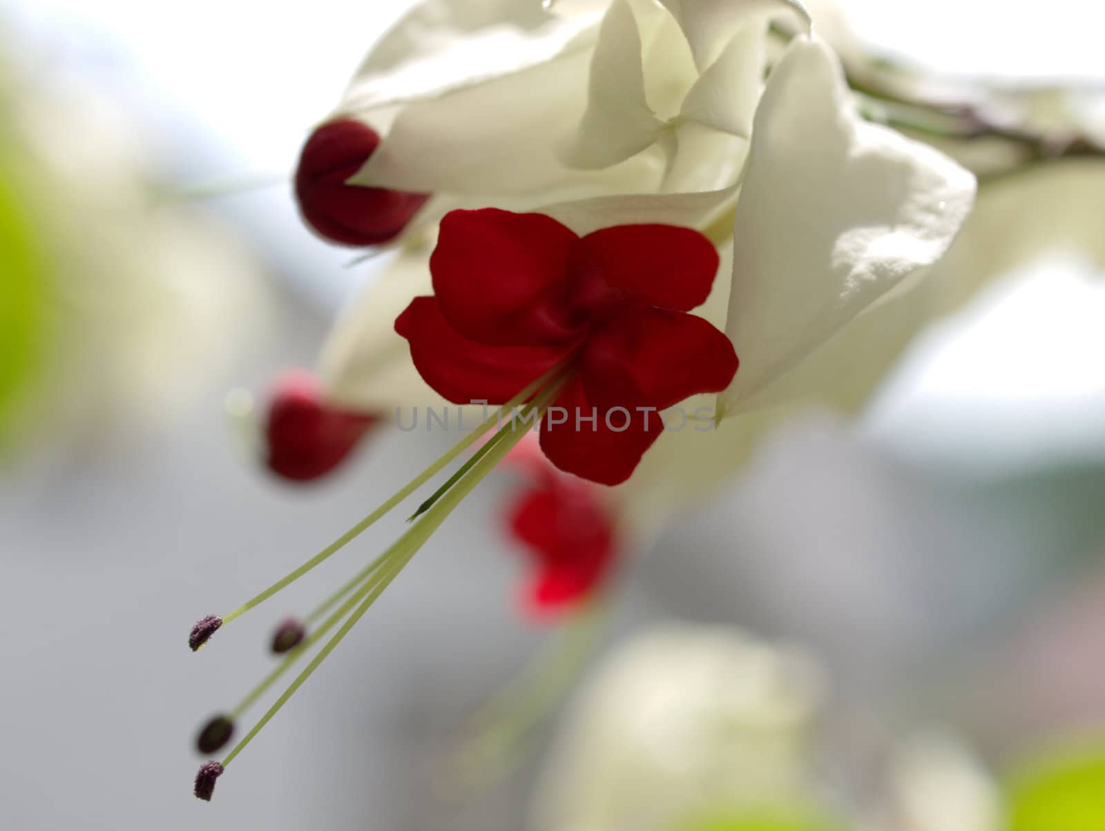 exotic blossom of creeper, beautiful flower