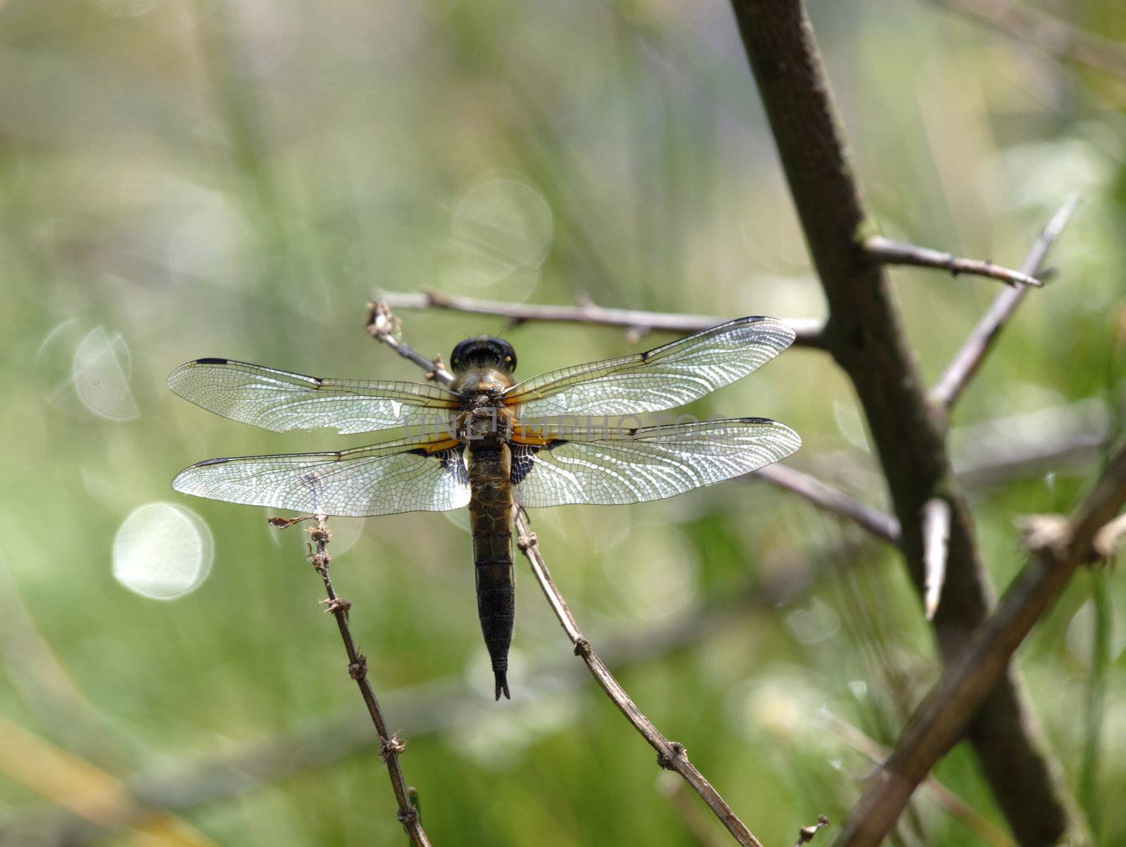 dragonfly, Libellula composita, very nice isect
