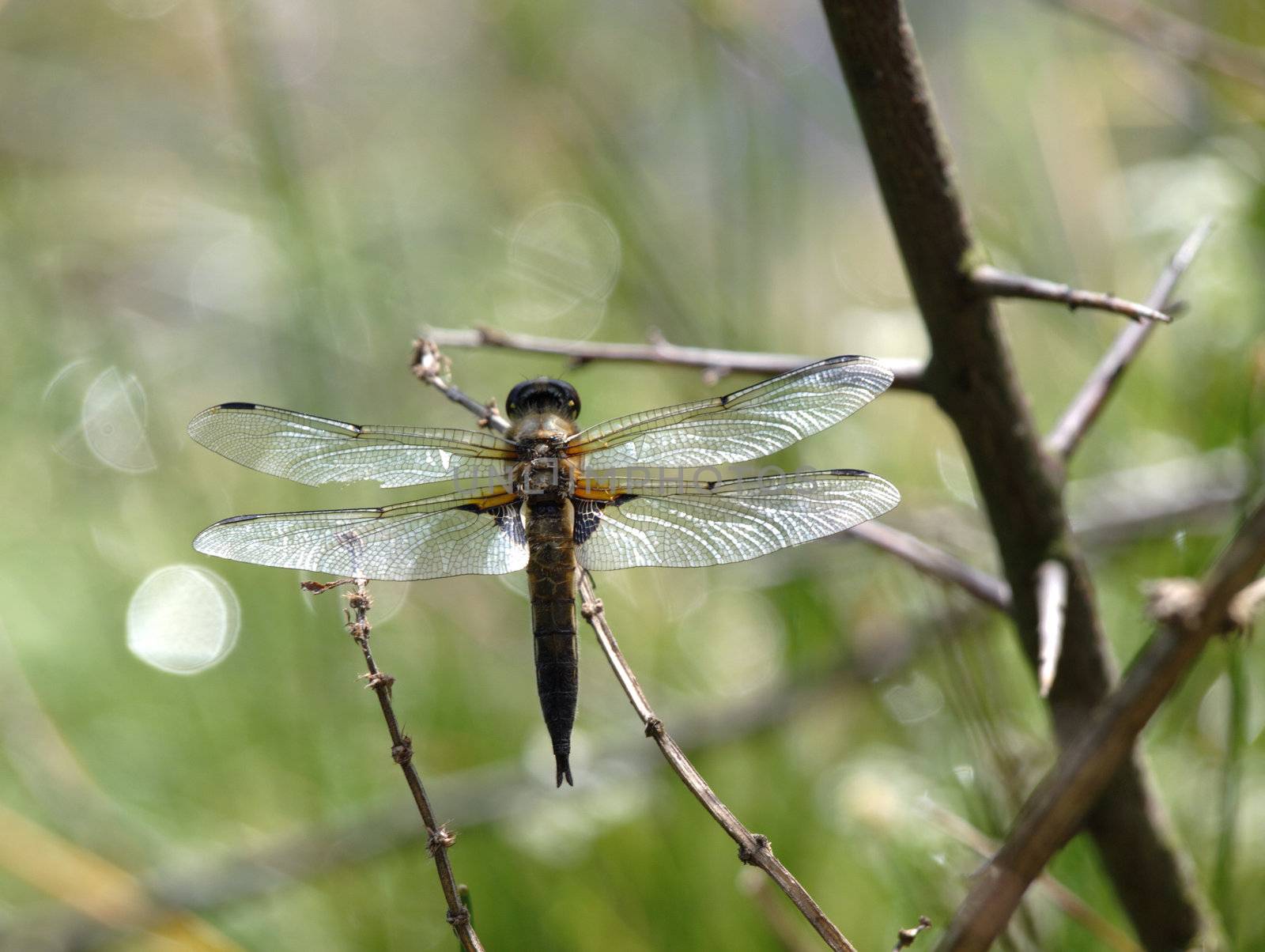 big dragonfly by renales