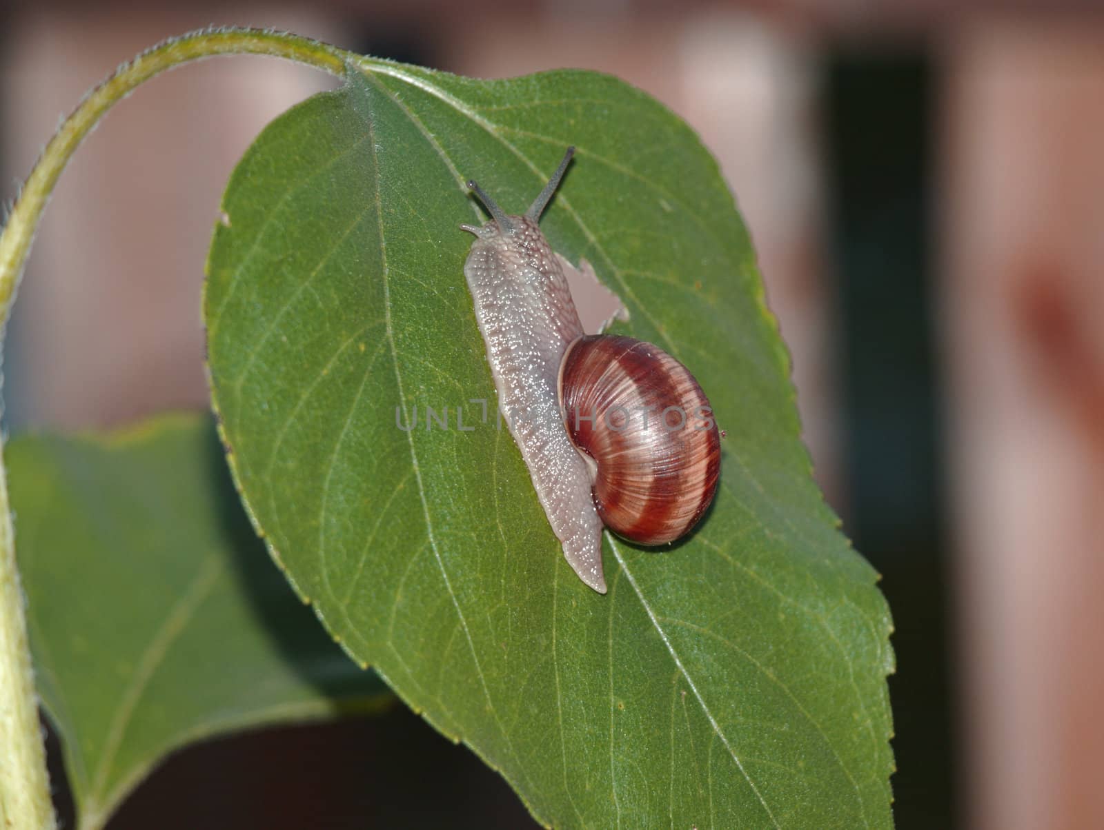 Small snail on the leaf by renales