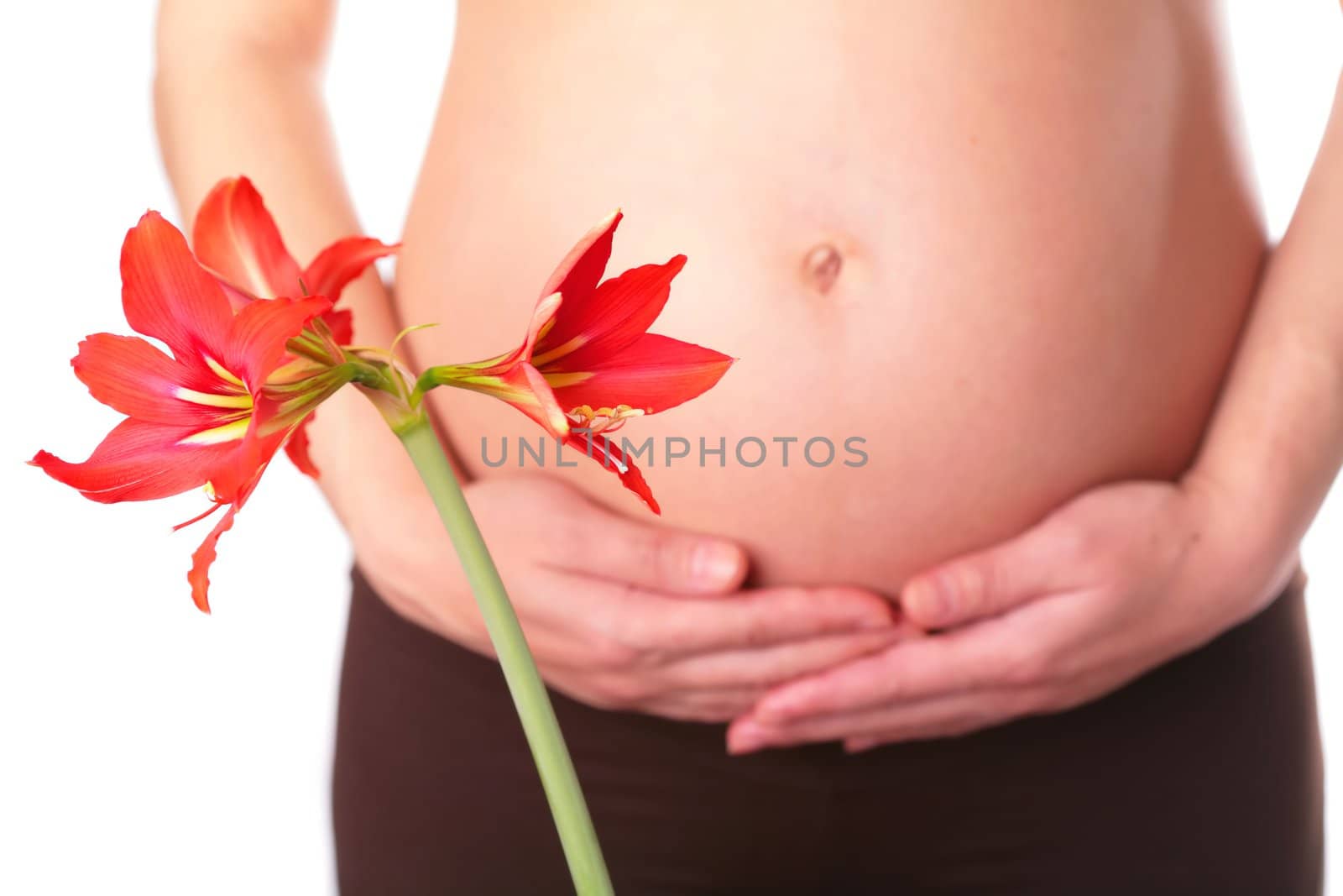 red lily blossom on the background  of the pregnant woman belly