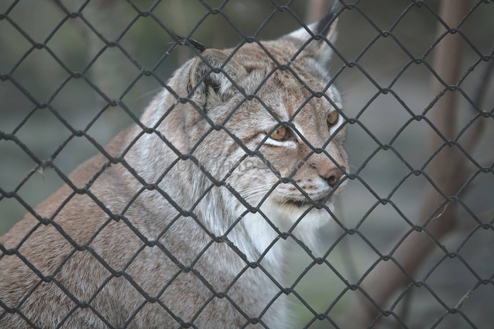 Animals, Trot, Timber WILDCAT in Captivity