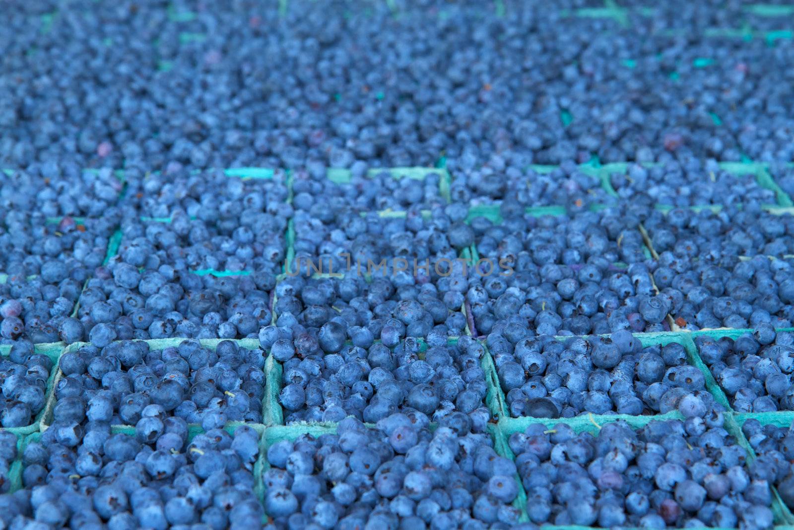 A full table of blueberries laid out for the farmers market