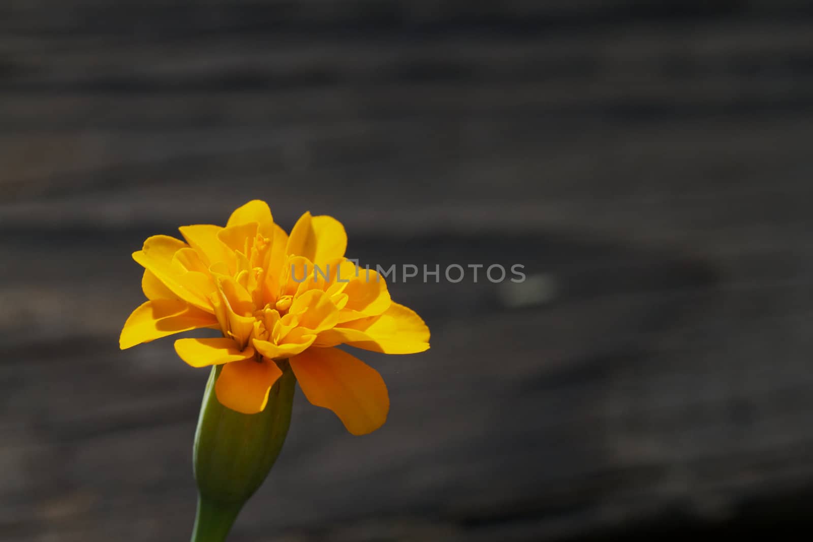 Macro image of a yellow gold marigold against a soft charcoal gray background