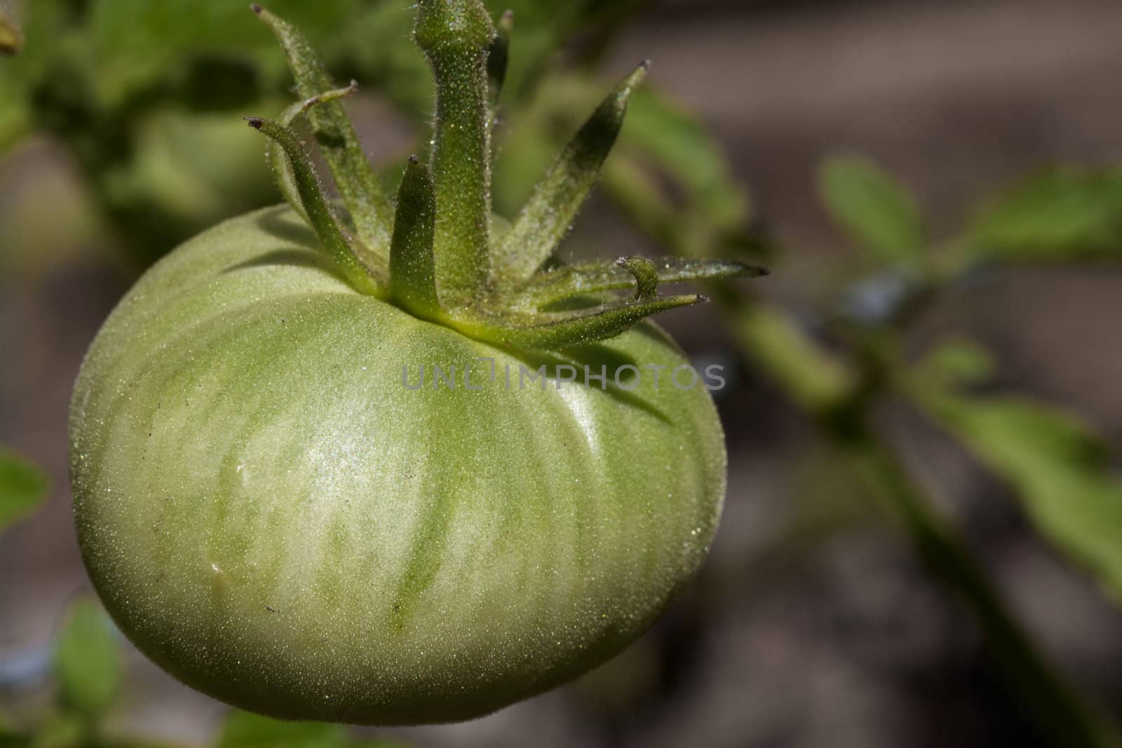 Close up of a young green tomato with soft background
