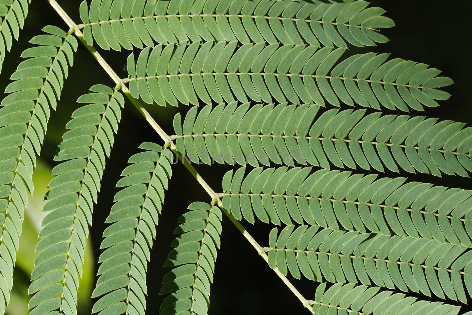 Sensitive Leaves Branch by bobkeenan