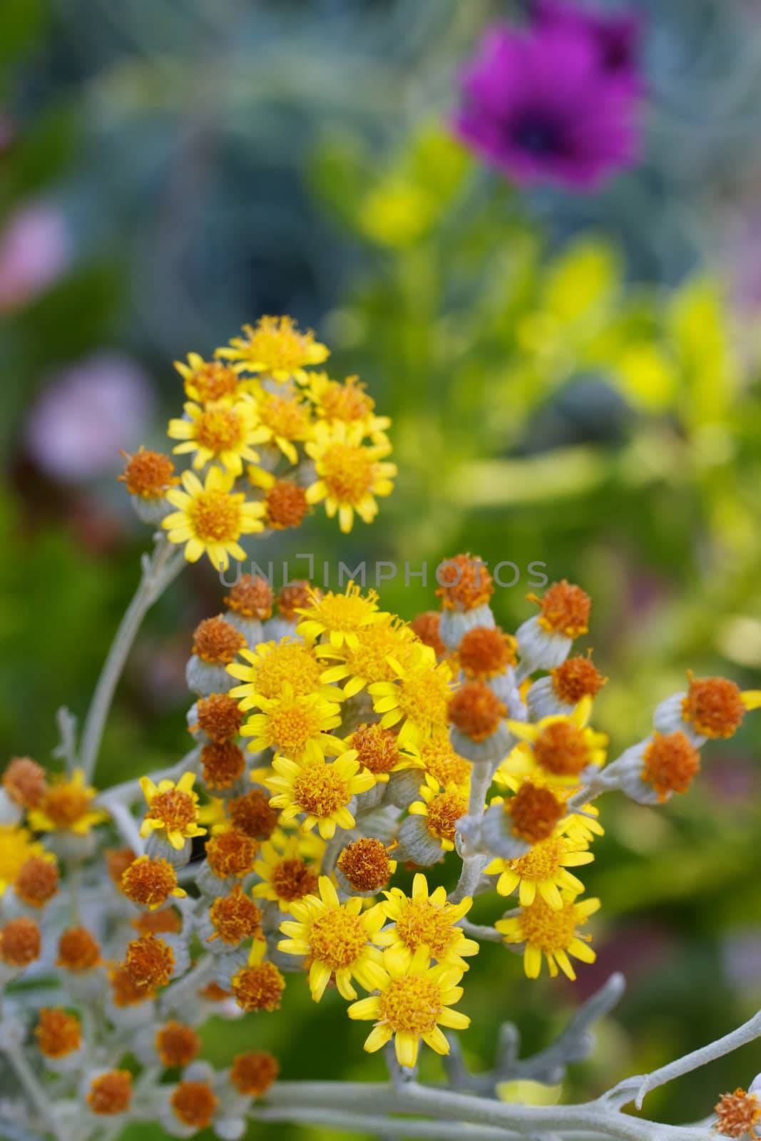 Small magaritas flowers by bobkeenan