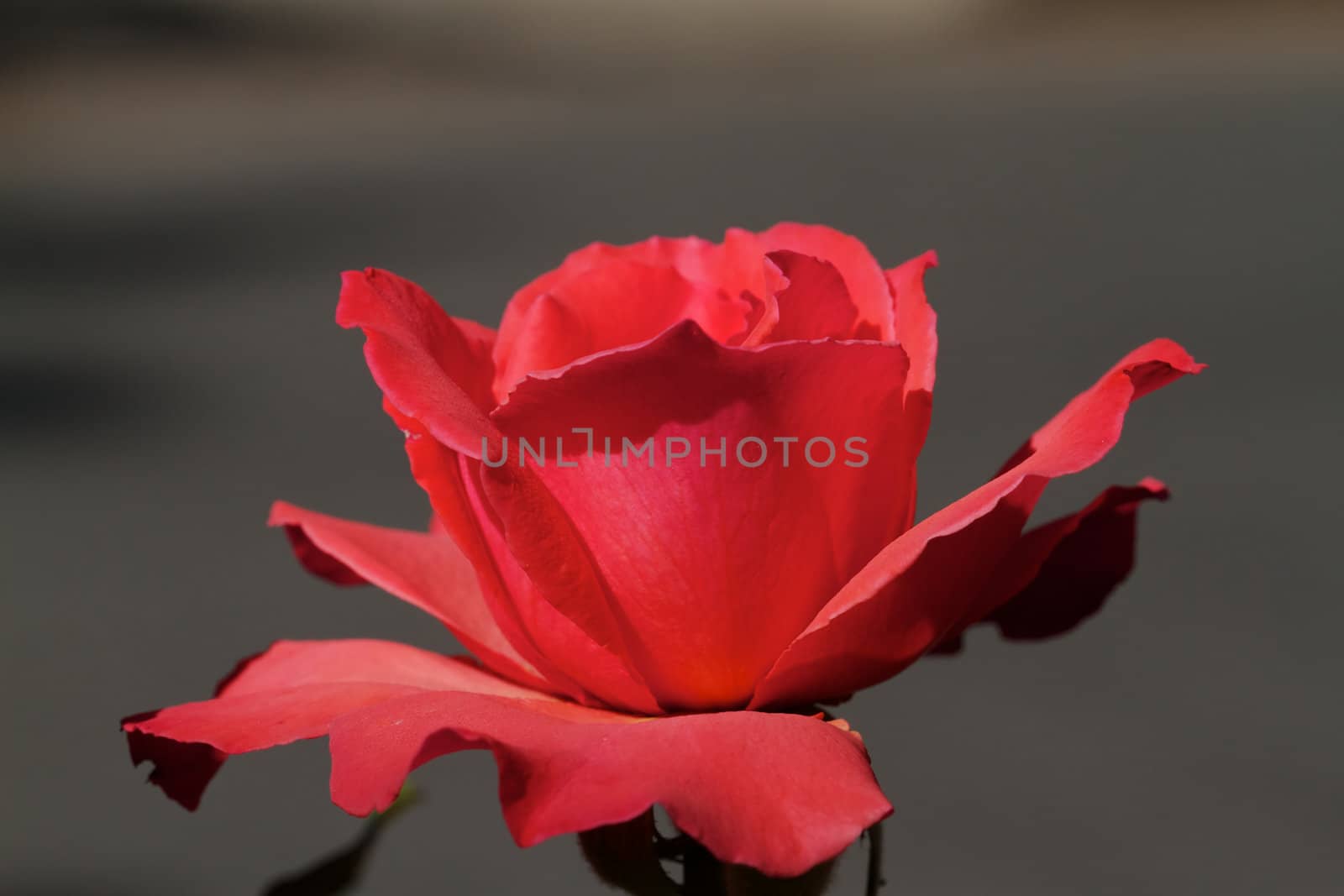 Soft focus brightly sun lit red rose against a soft neutral color background