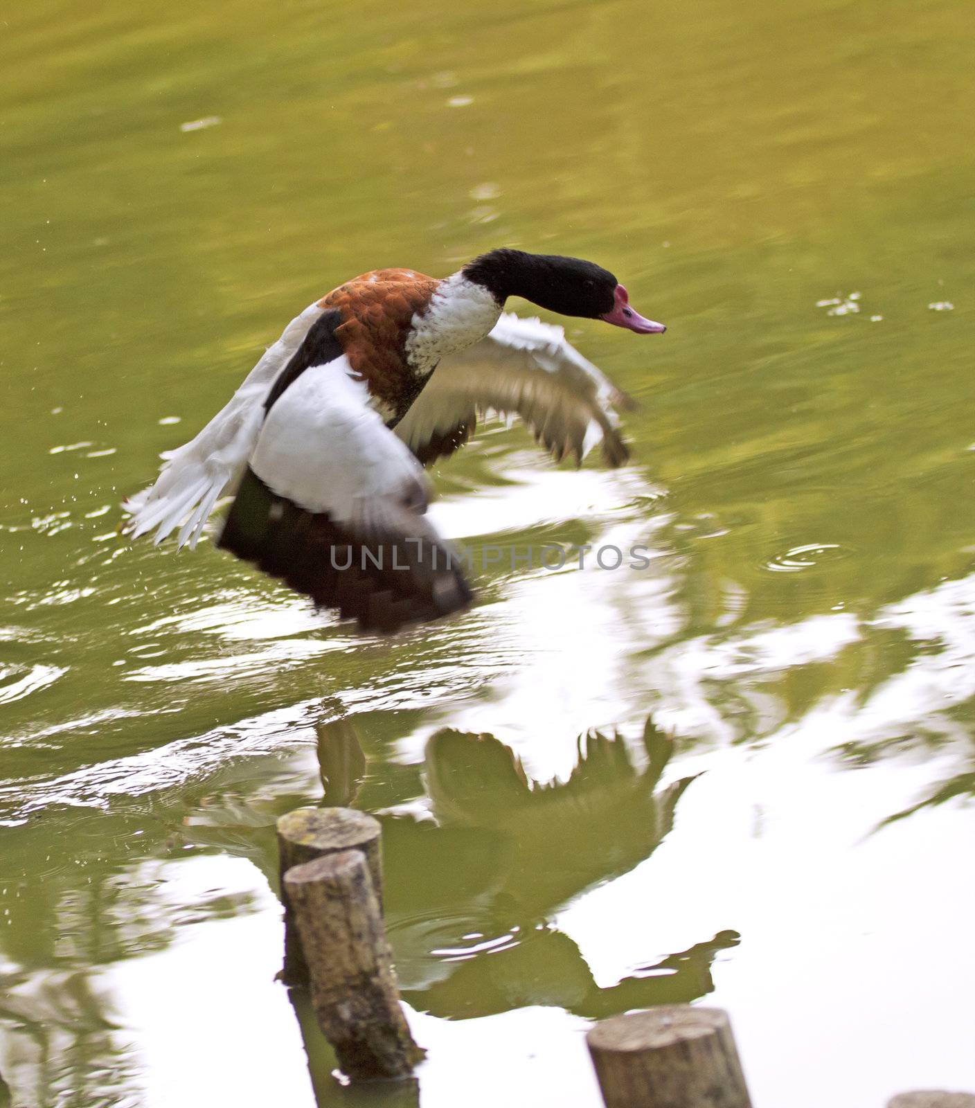 A duck with black head landing over a lake