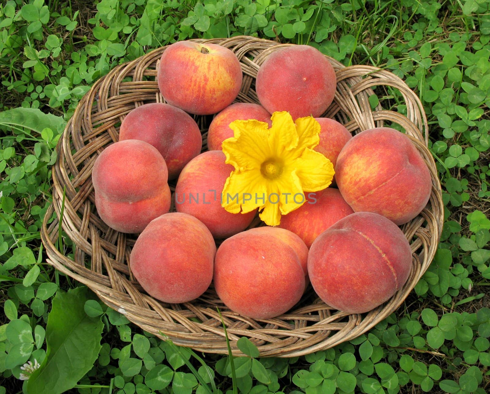 Basket of peaches with pumpkin flower