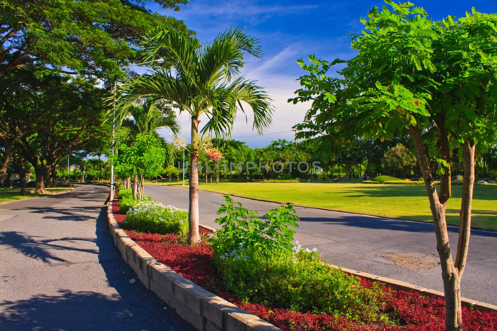 Road way in park