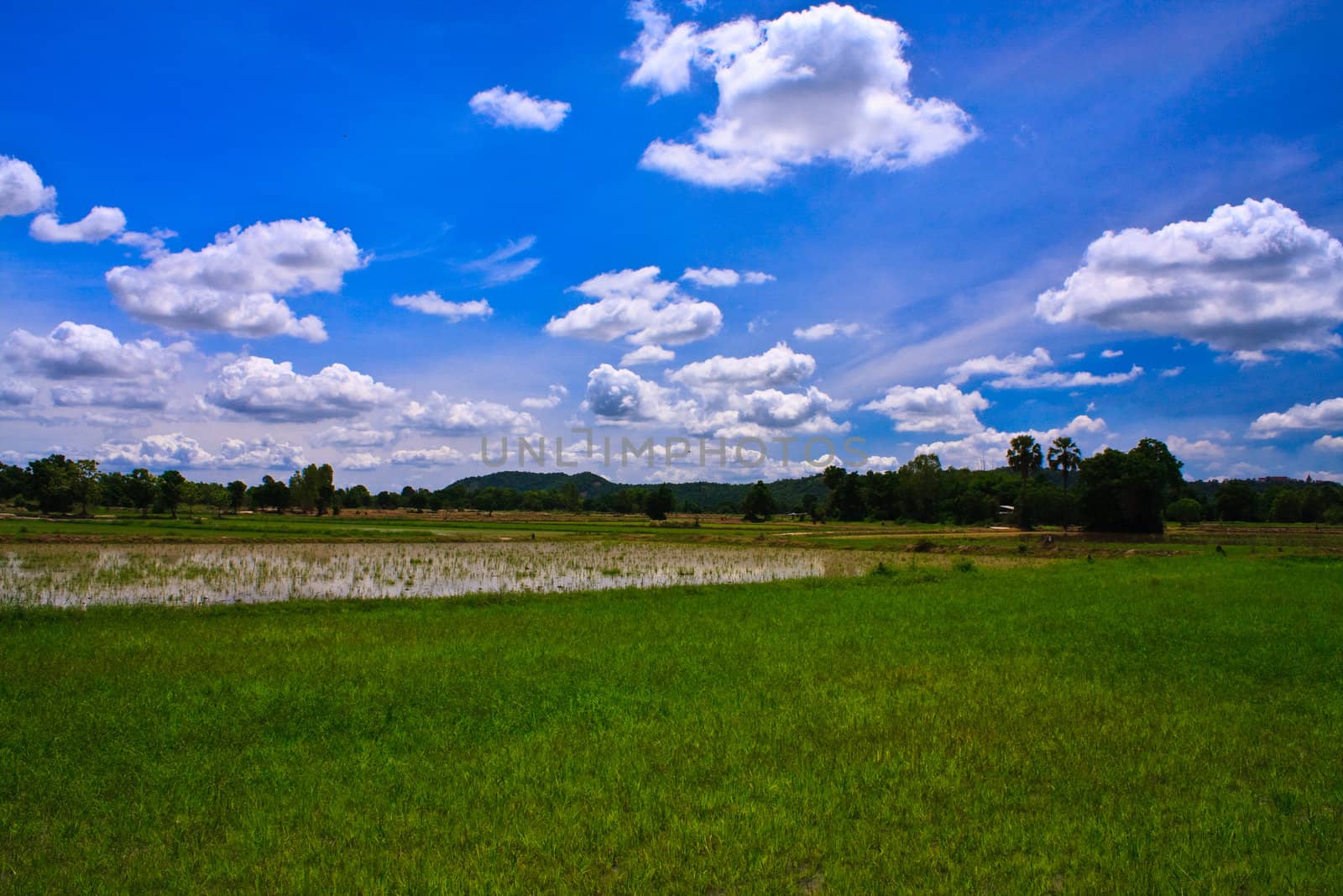 Rice farm in countryside