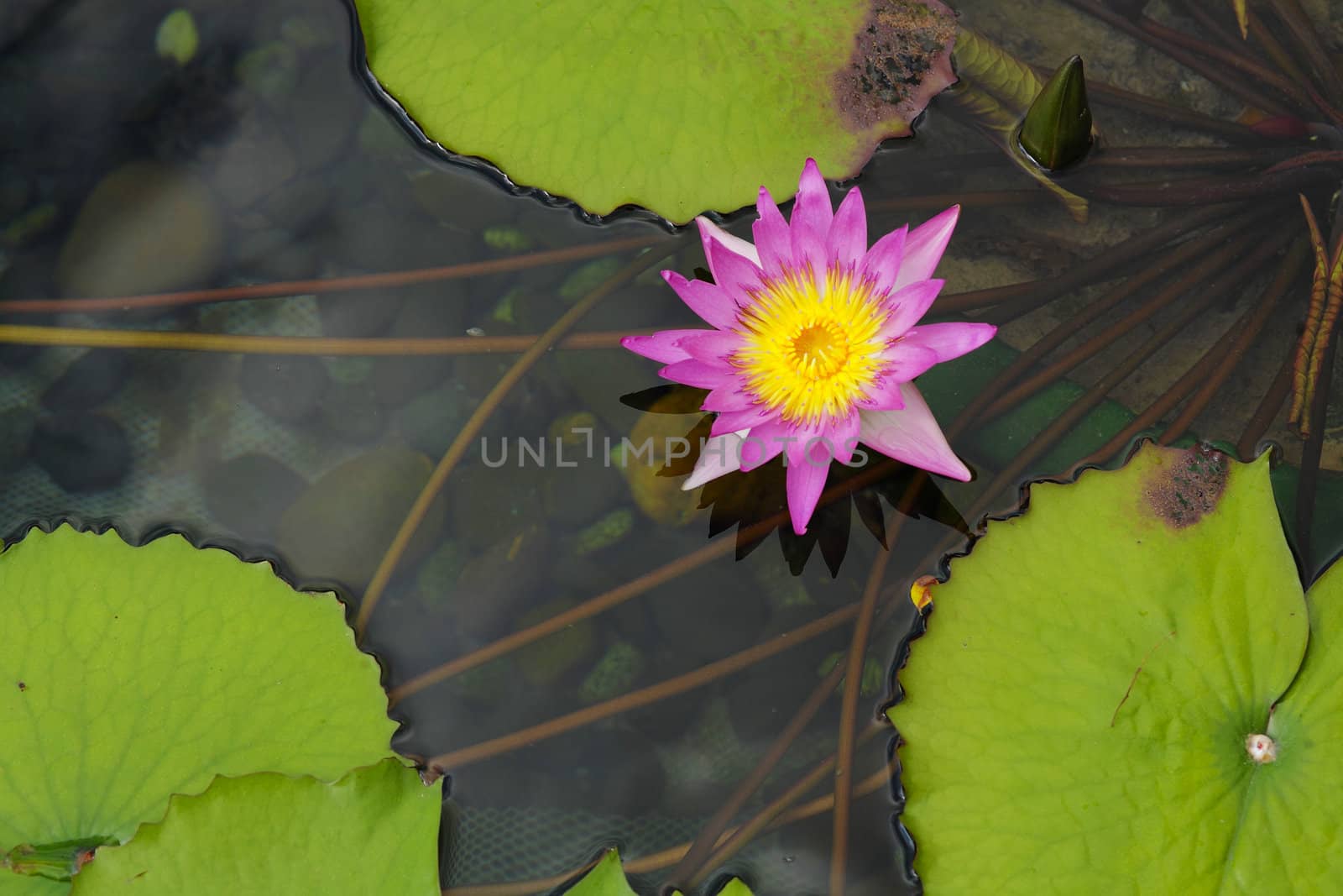 lotus