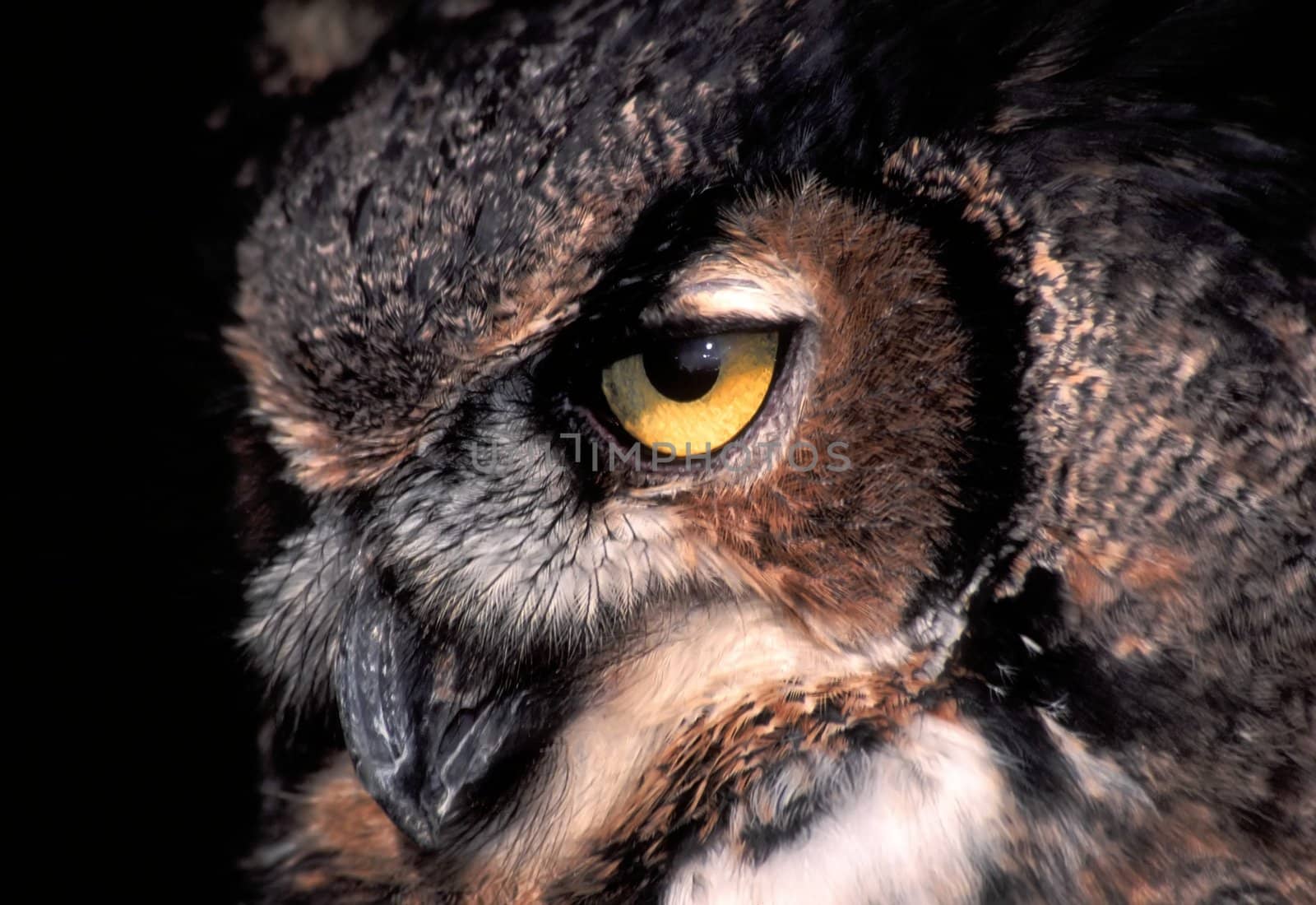 Piercing gaze of the Great Horned Owl (Bubo virginianus).