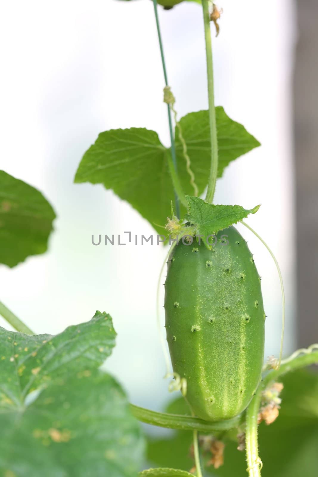 Vegetables, Fresh Cucumber on Branch