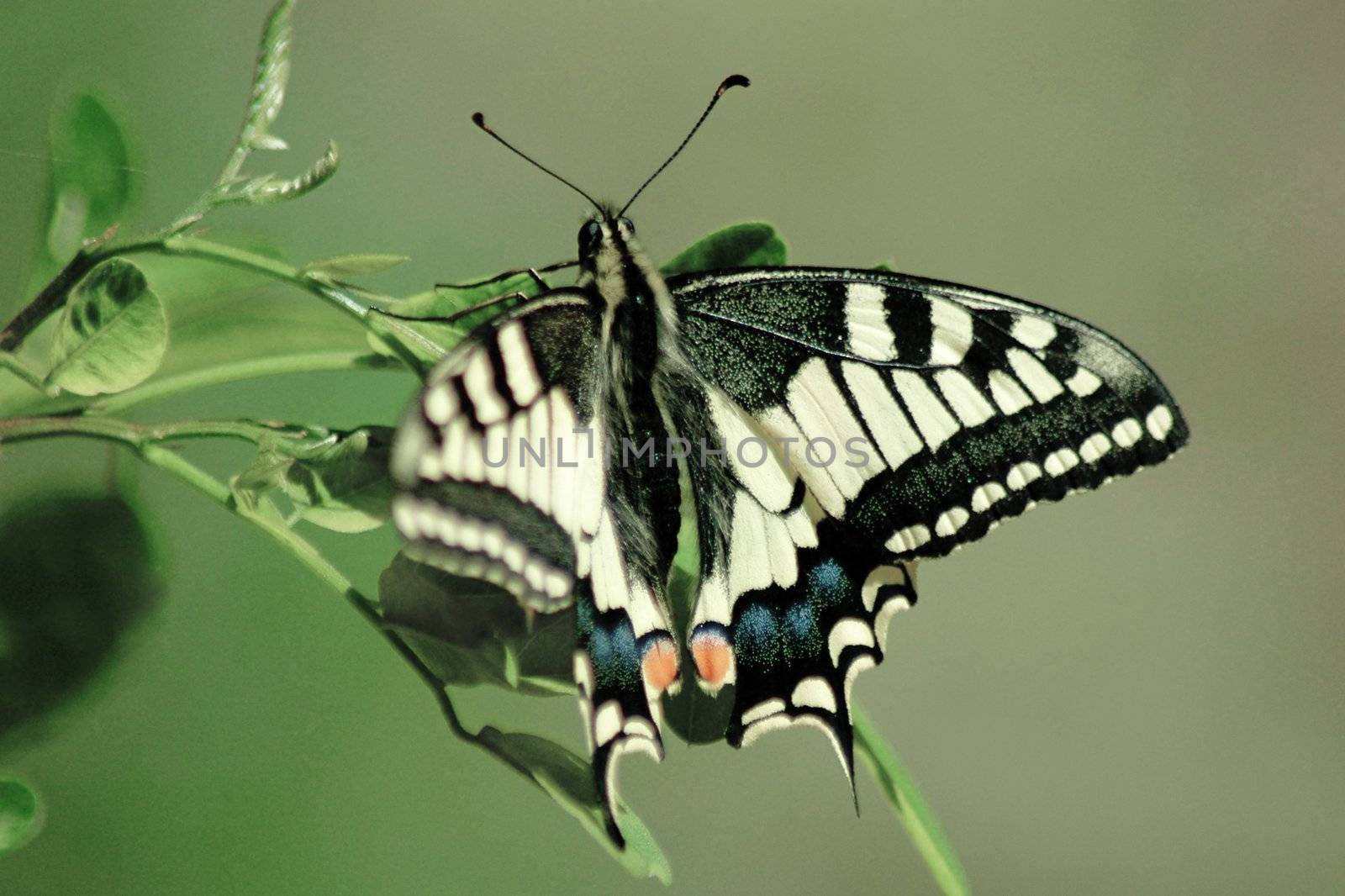 butterfly eastern tiger swallowtail