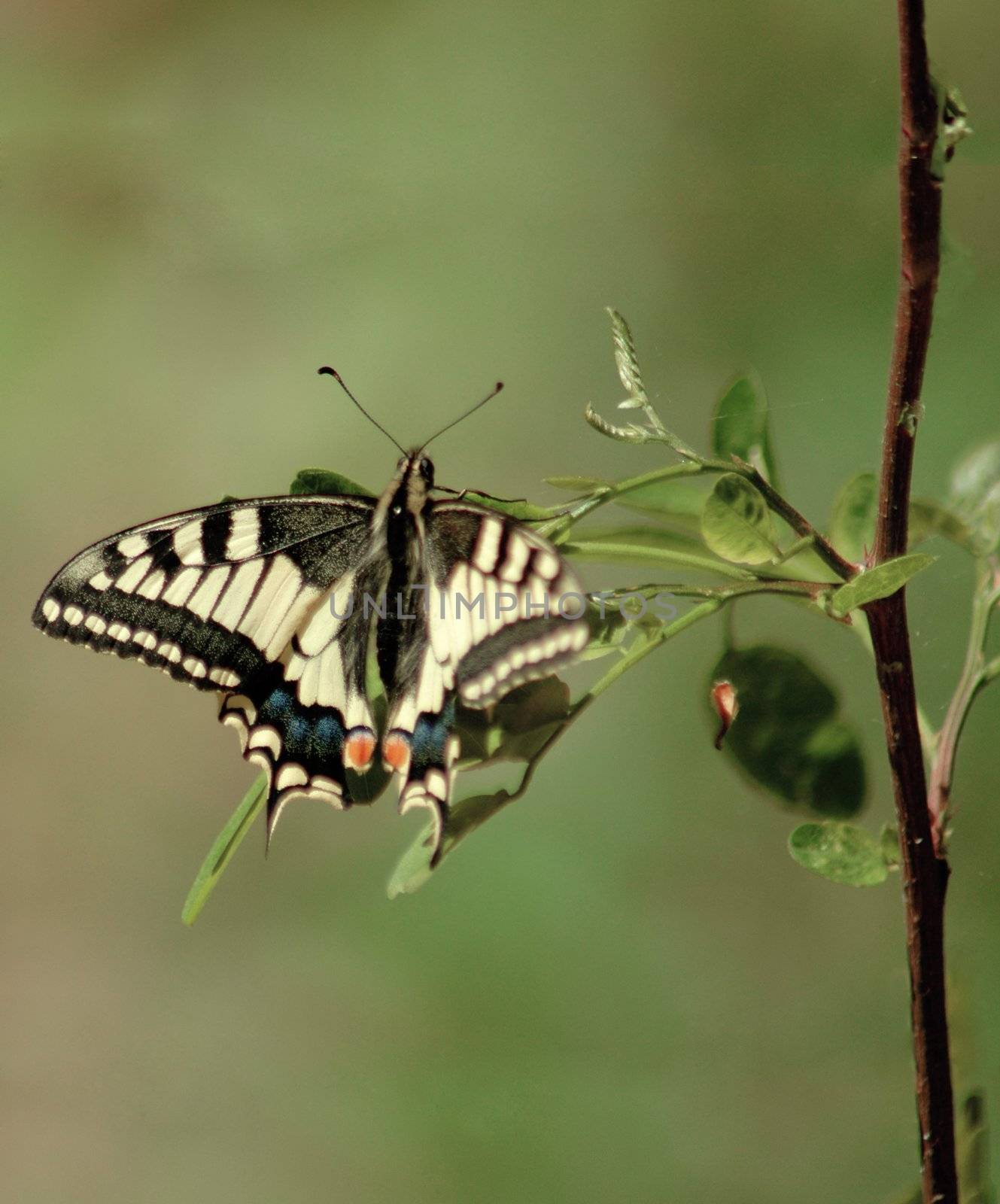butterfly eastern tiger swallowtail
