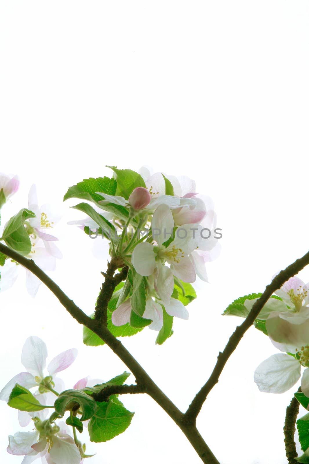 white a flower on apple-trees                          