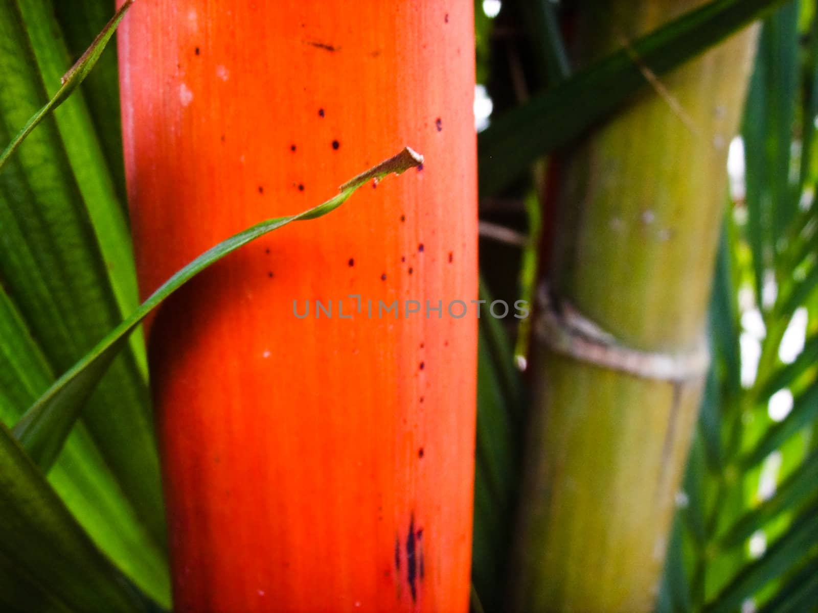 Red and green bamboo like plant with green leaves