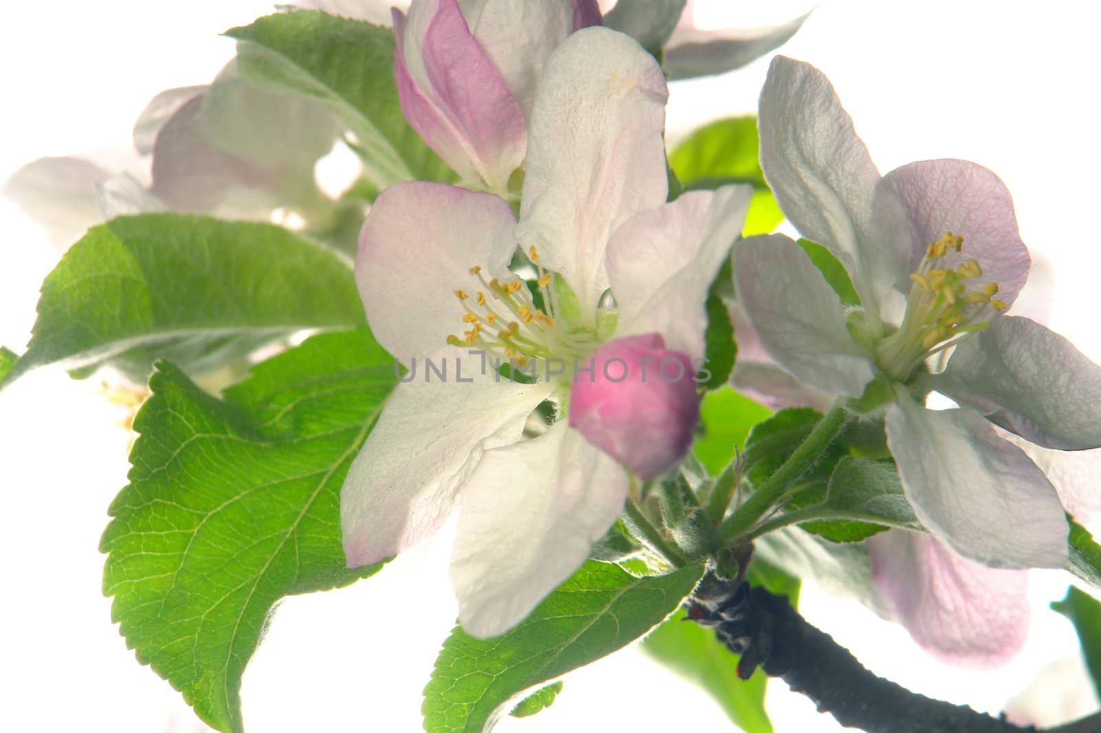 white a flower on apple-trees                          