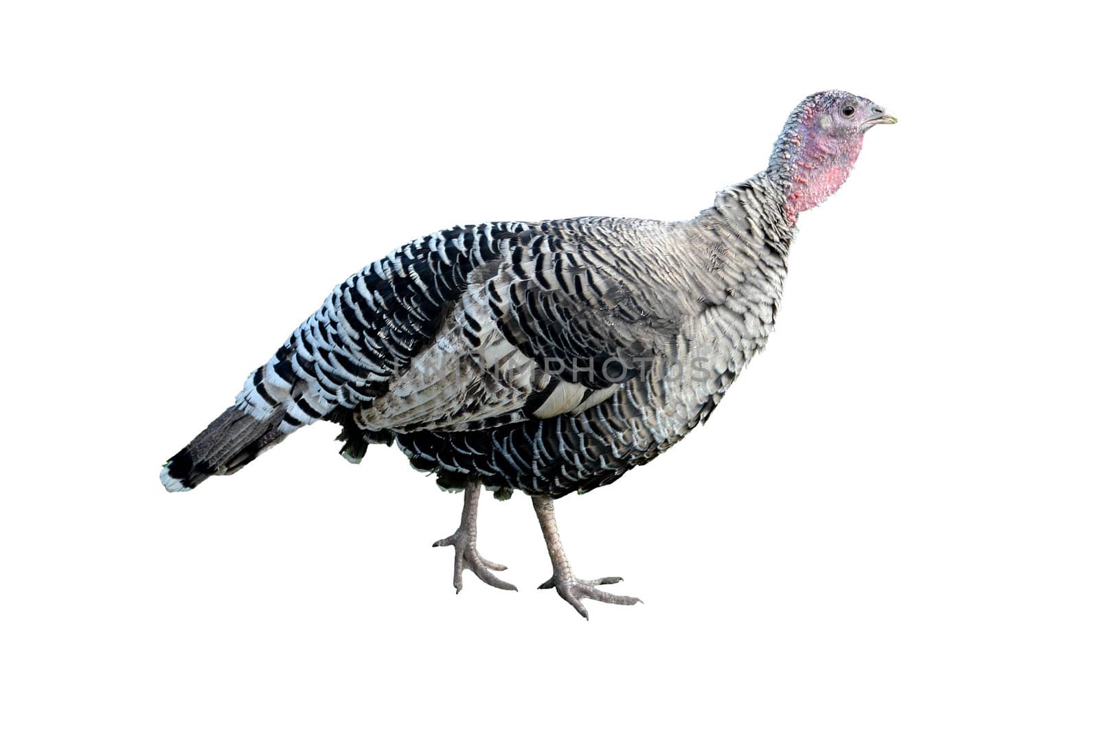 The turkey-cock on a white background