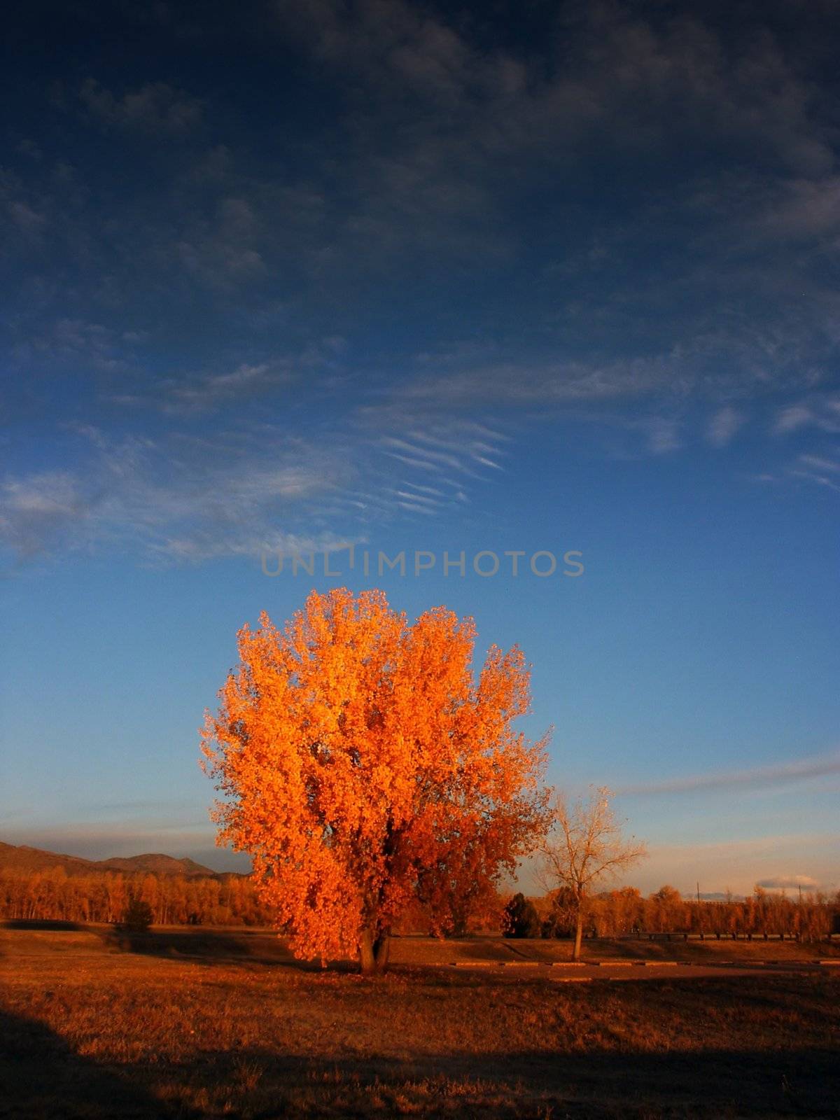 Colorful Autumn Trees by jdebordphoto