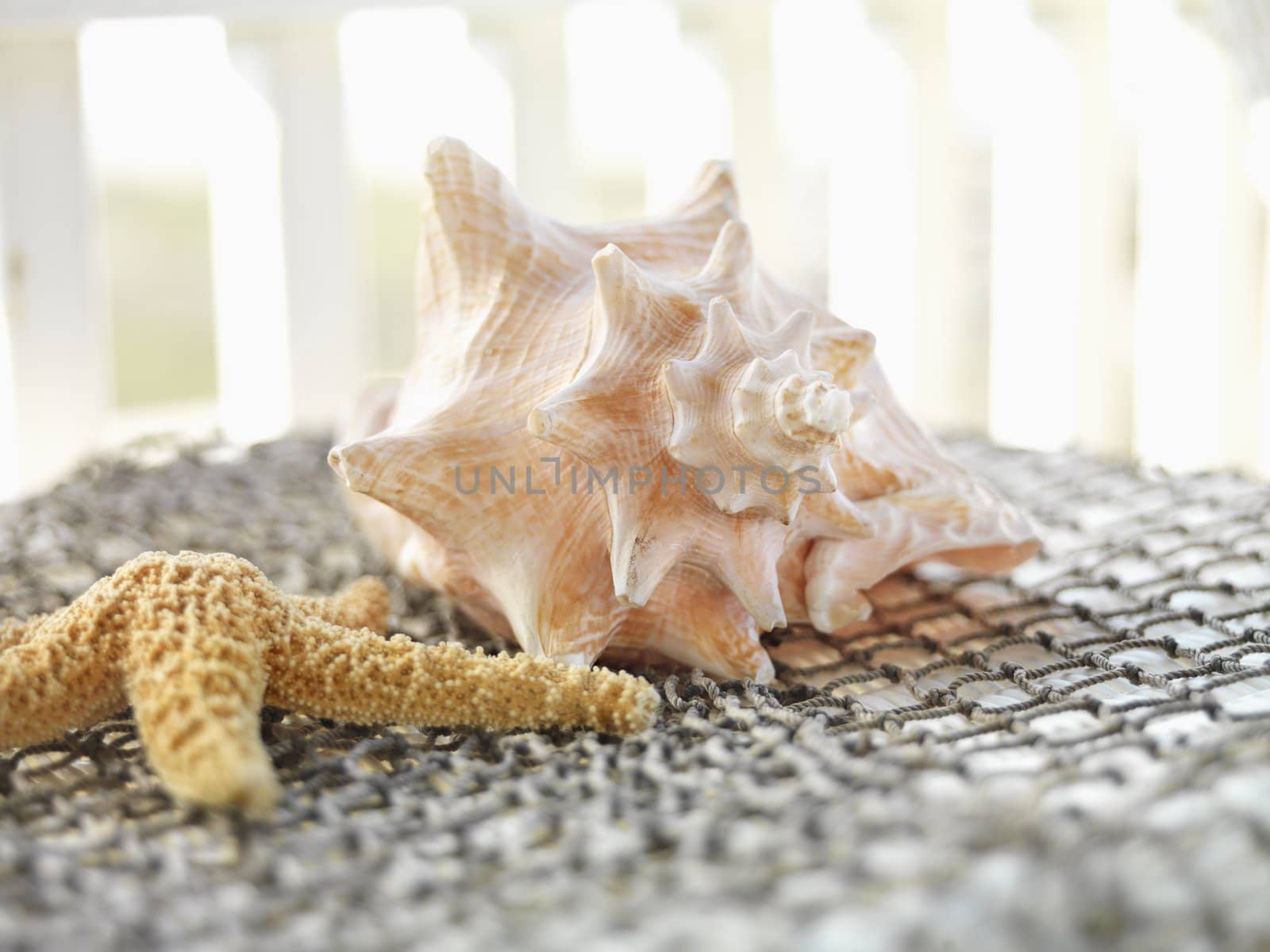 Seashells. by iofoto