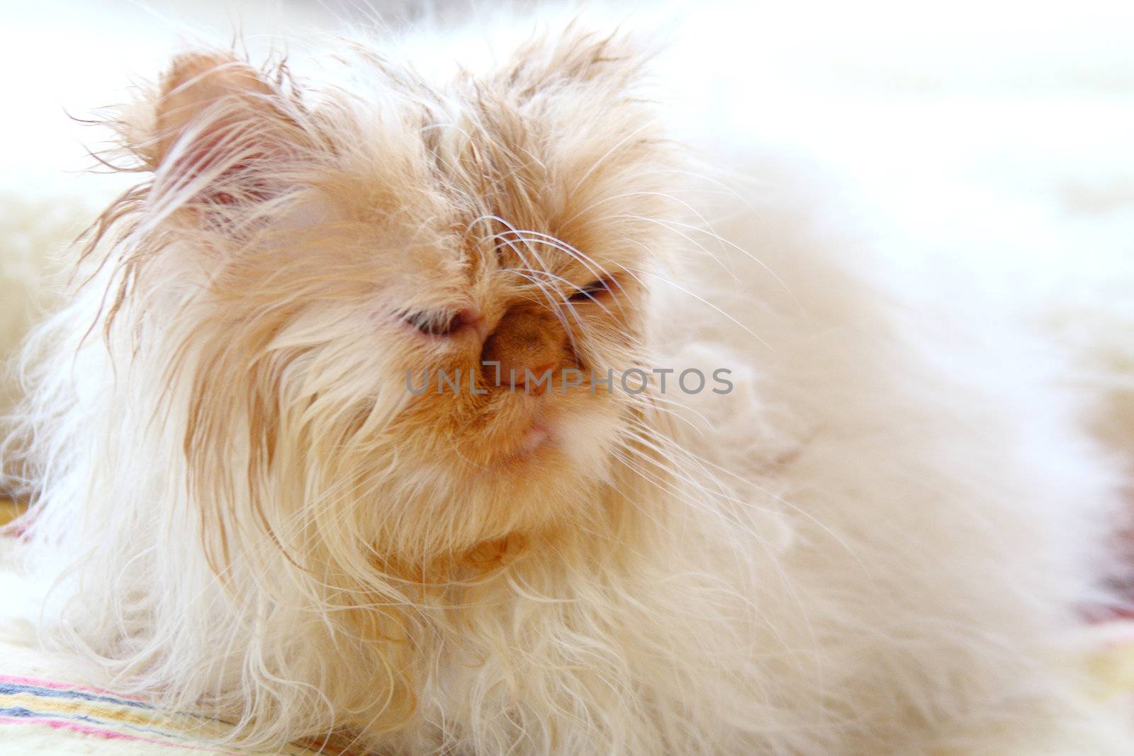 Very wet cat in bed