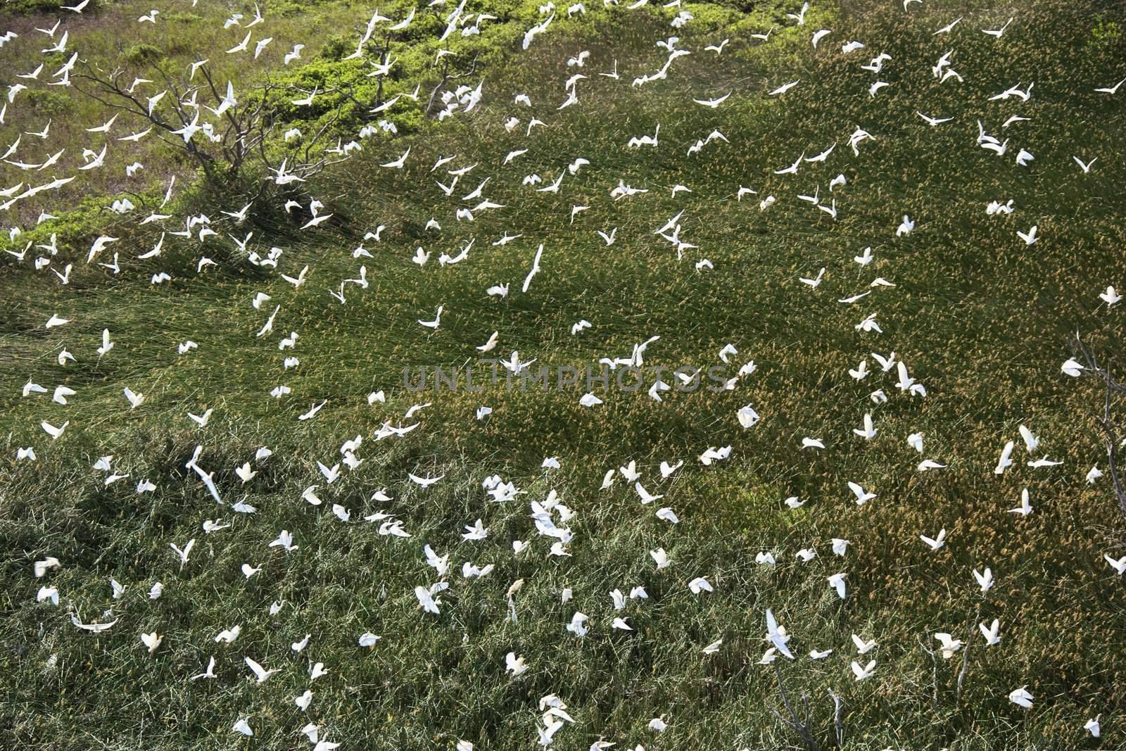 Aerial of white egrets in flight over green grassy field in Maui, Hawaii.