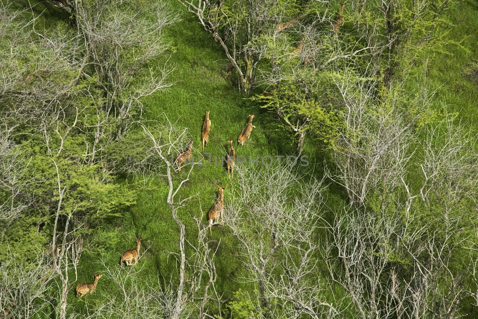 Aerial view of herd of running spotted deer in Maui, Hawaii.