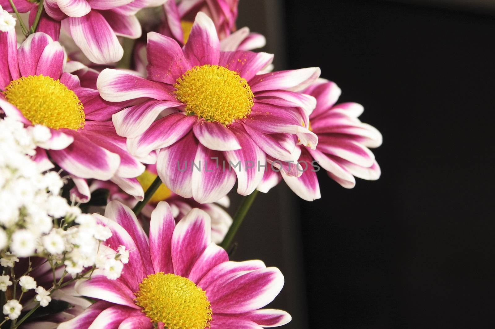 pink and white chrysanthemums against a dark background