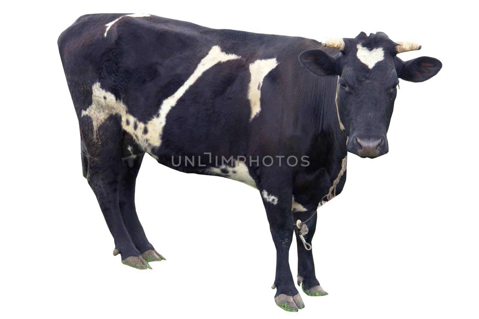 cow on a white background