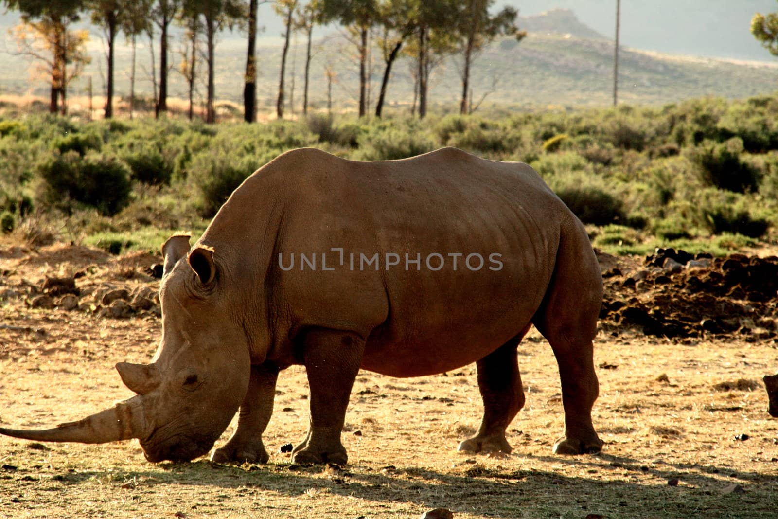 Rhinocerotidae in South Africa