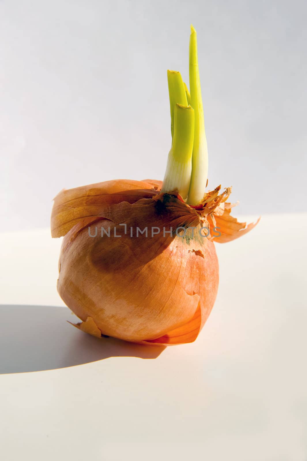 Onion by Alenmax