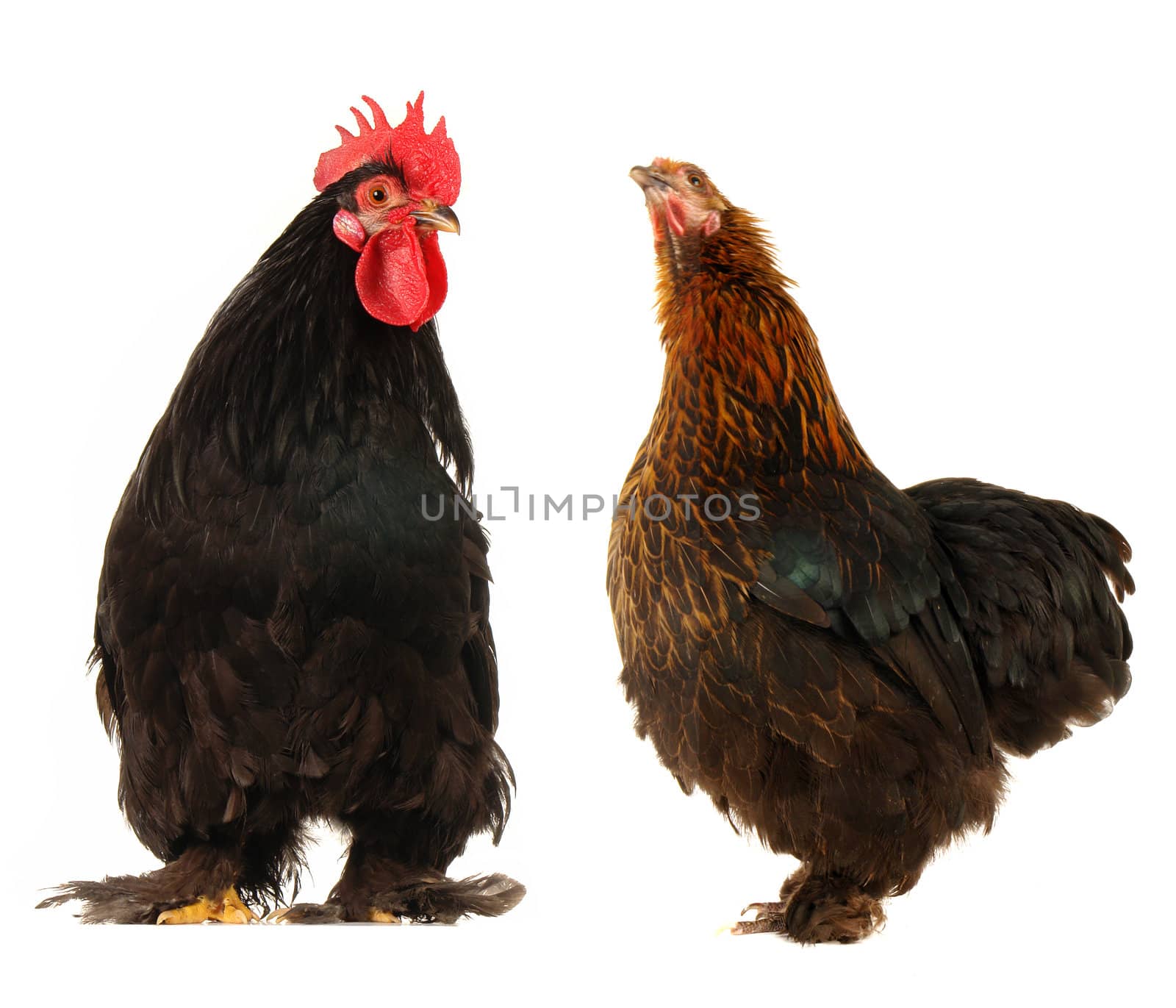 cock and  black hen on a white background