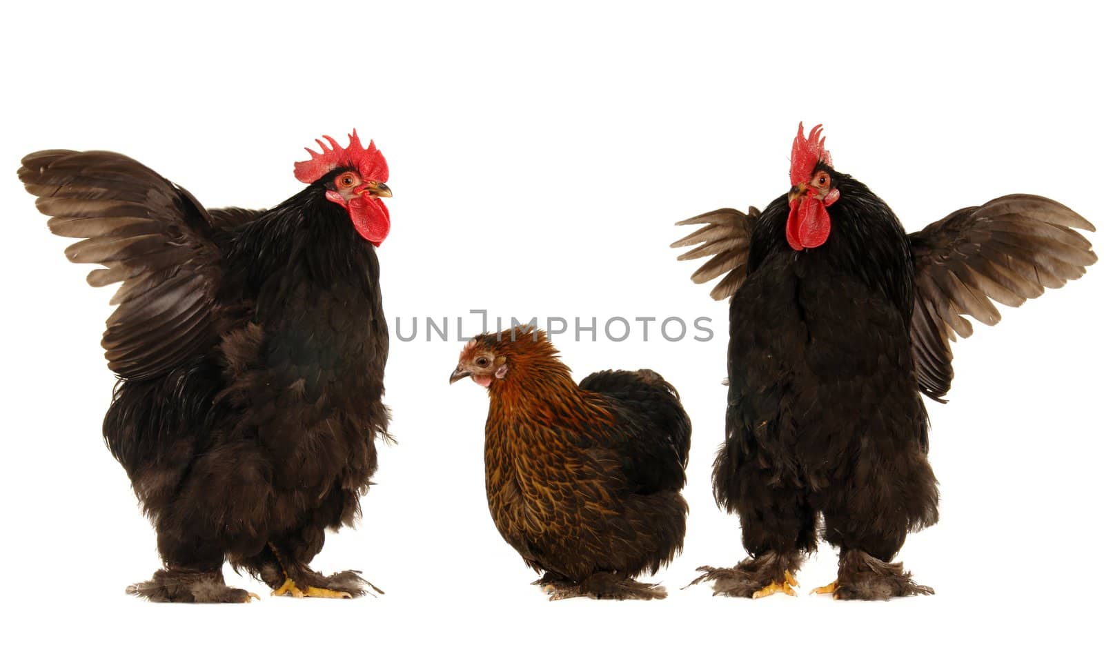 cock and  hen on a white background                               