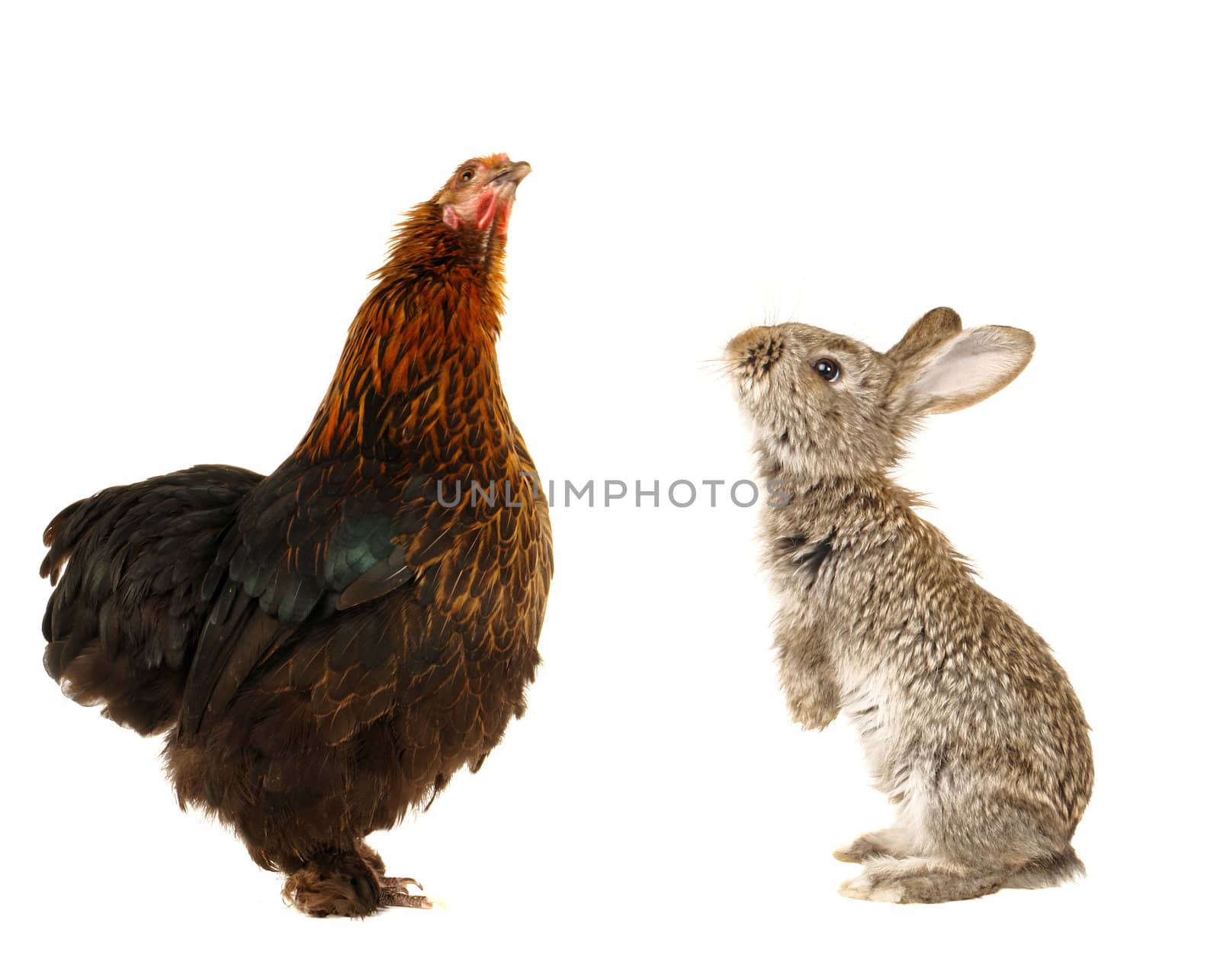  black hen and rabbit on a white background